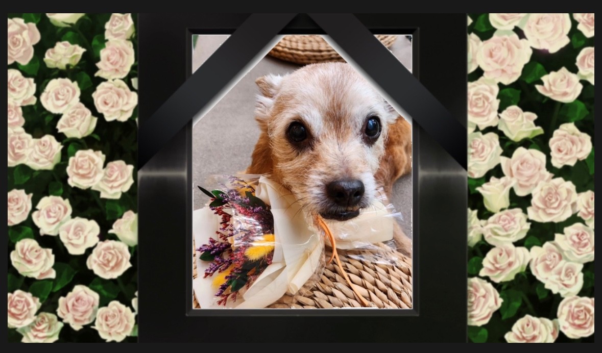 [▶◀] 미니야 거기선 아프지마