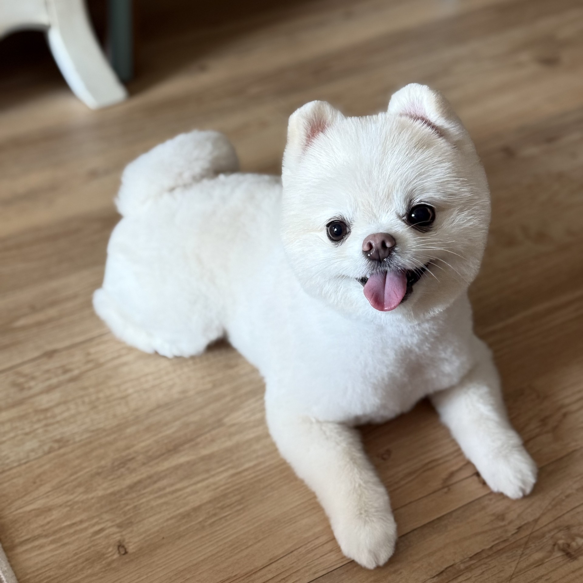 놓치기 아쉬운 목소리🤎