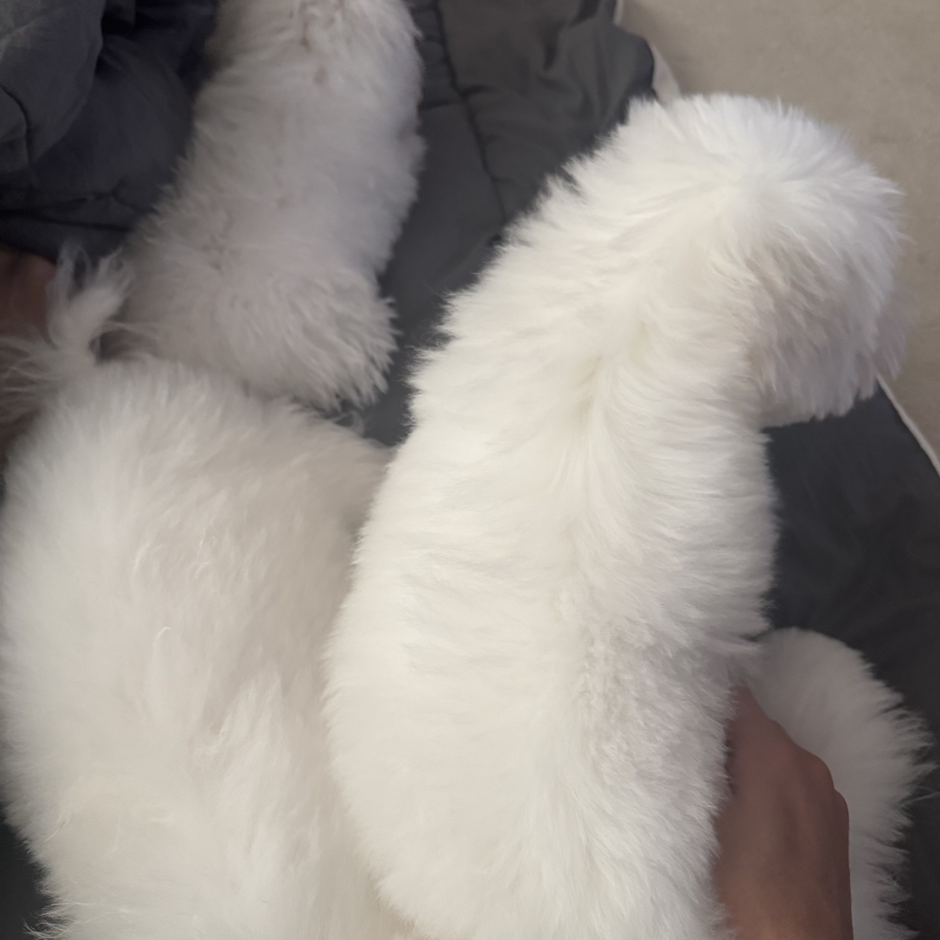 #피부작피부작 담좌맹호