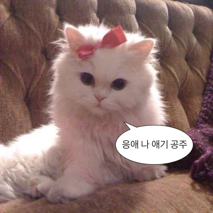 저는 스푼 똥 멍 청 이 입니다 ㅠ