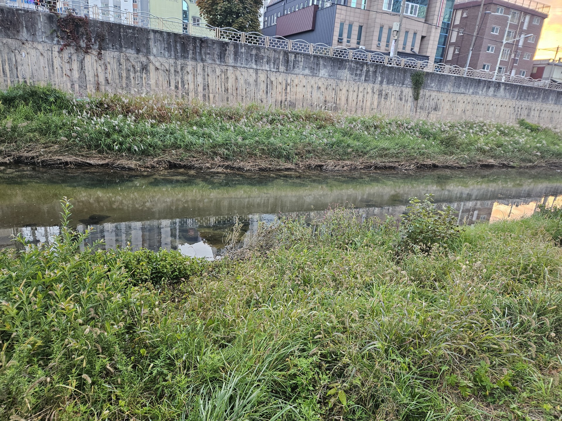 정규❤  아침 산책방송