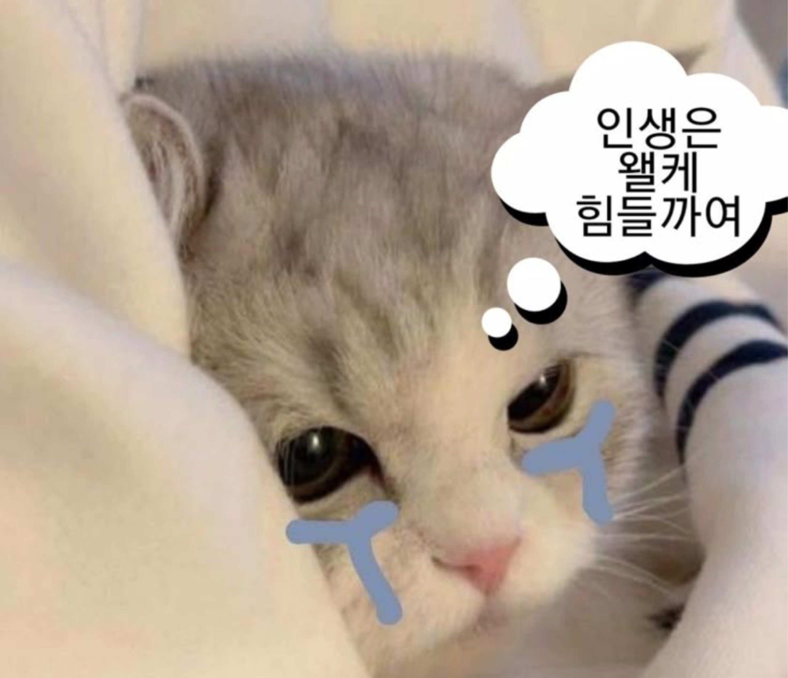 소소하게 잠깐 라콜