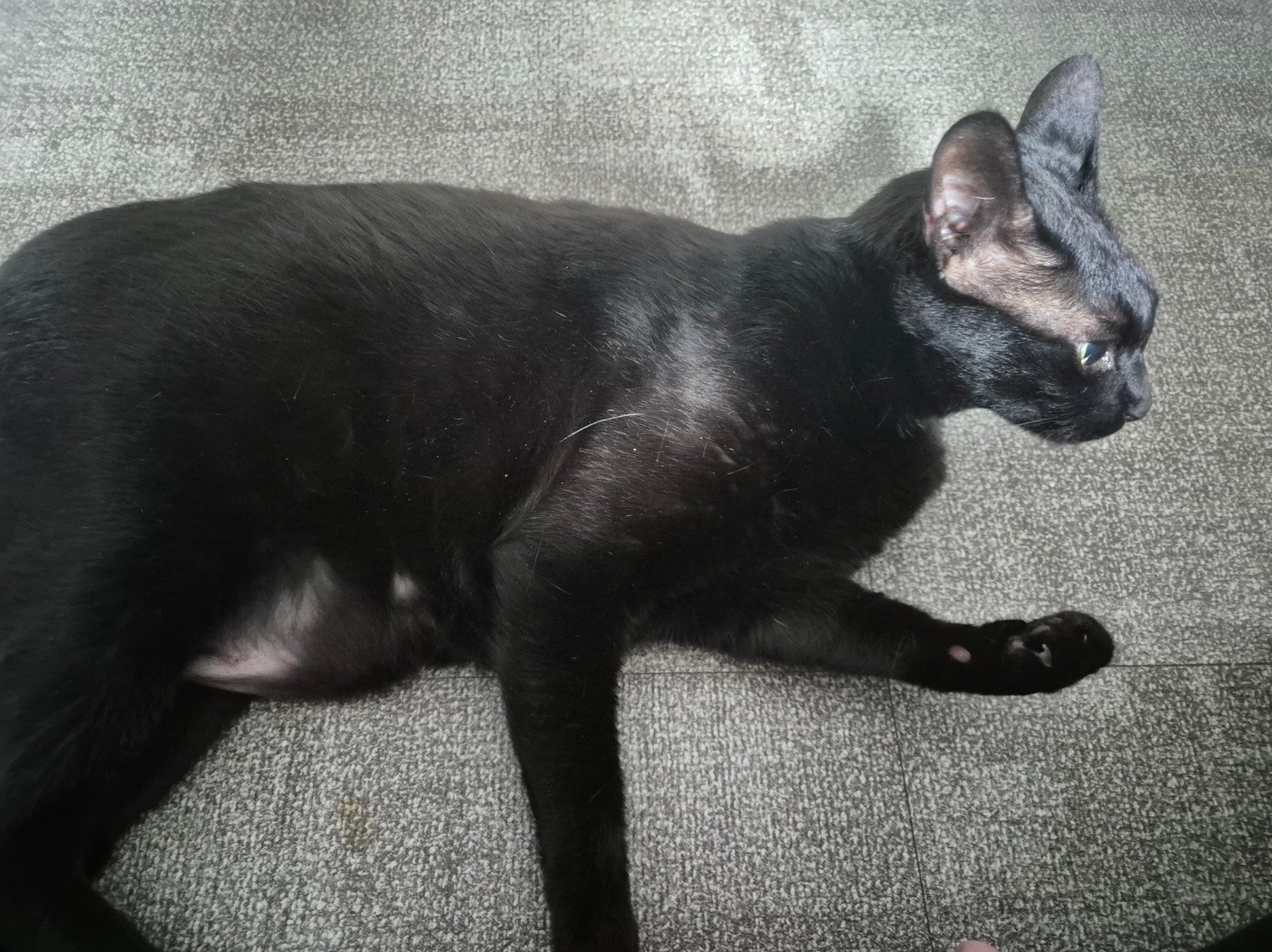 까미와 굿뭘닝🐈⬛