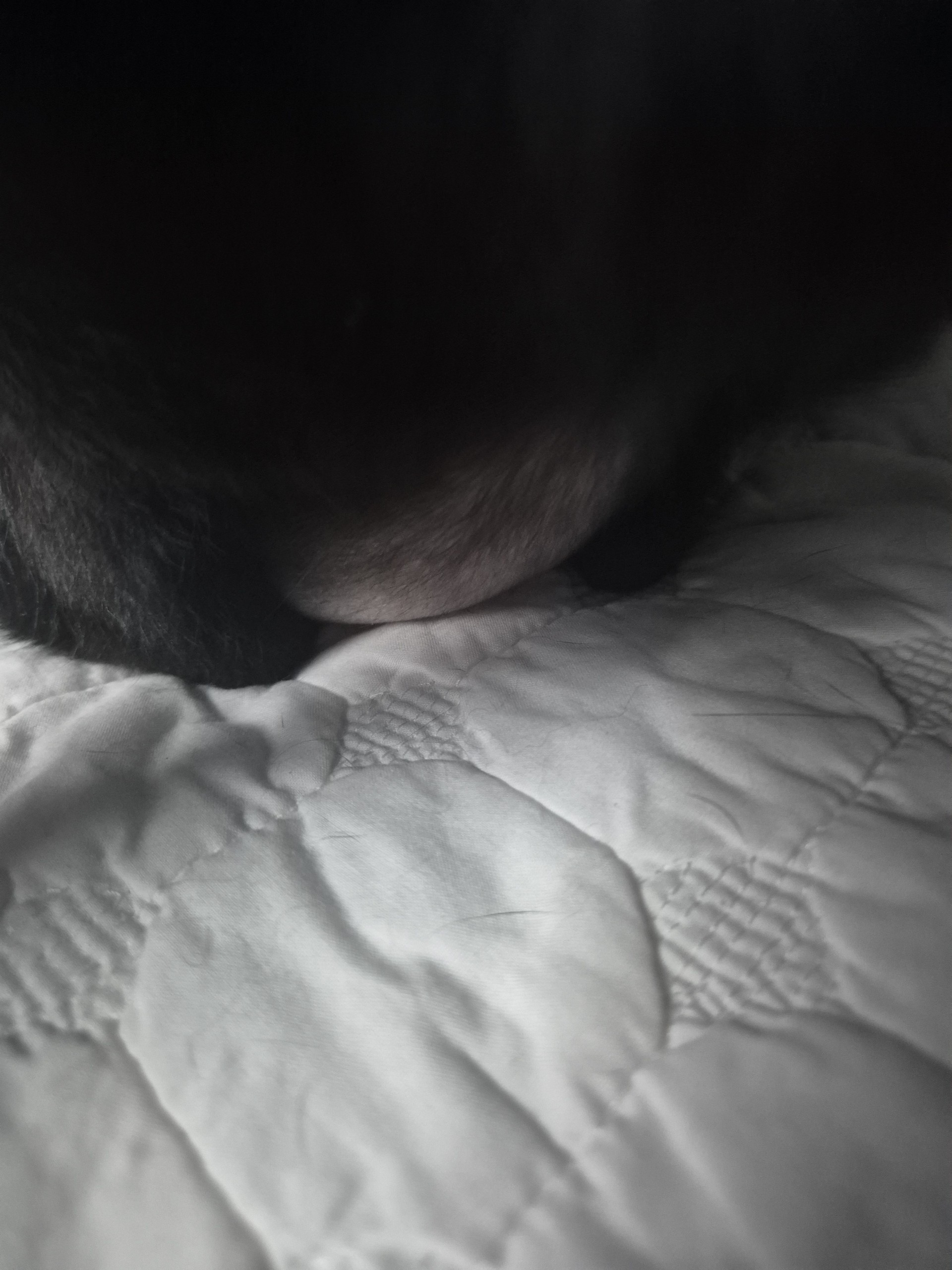 까미와 굿뭘닝🐈⬛