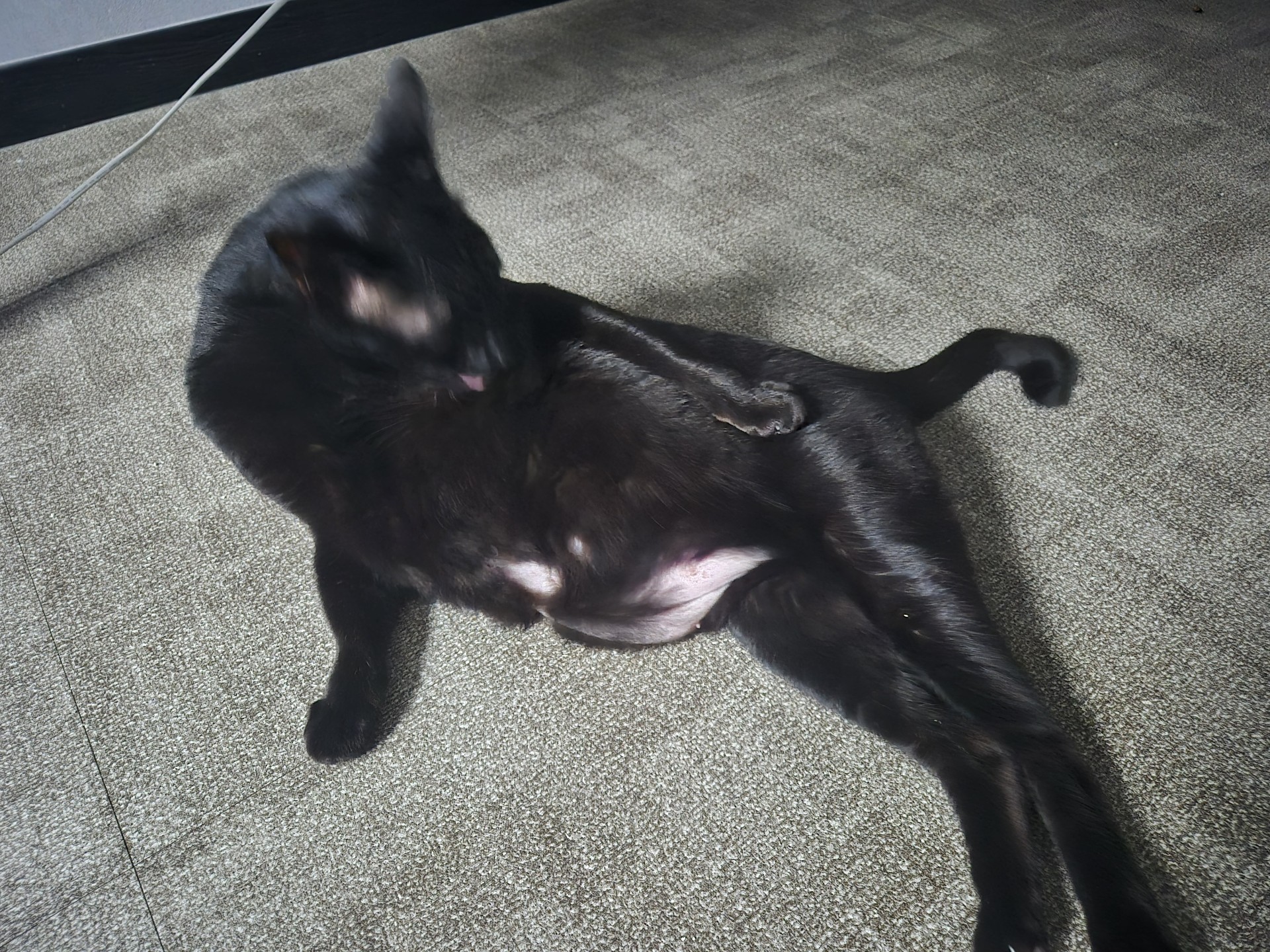 까미와 굿뭘닝🐈⬛