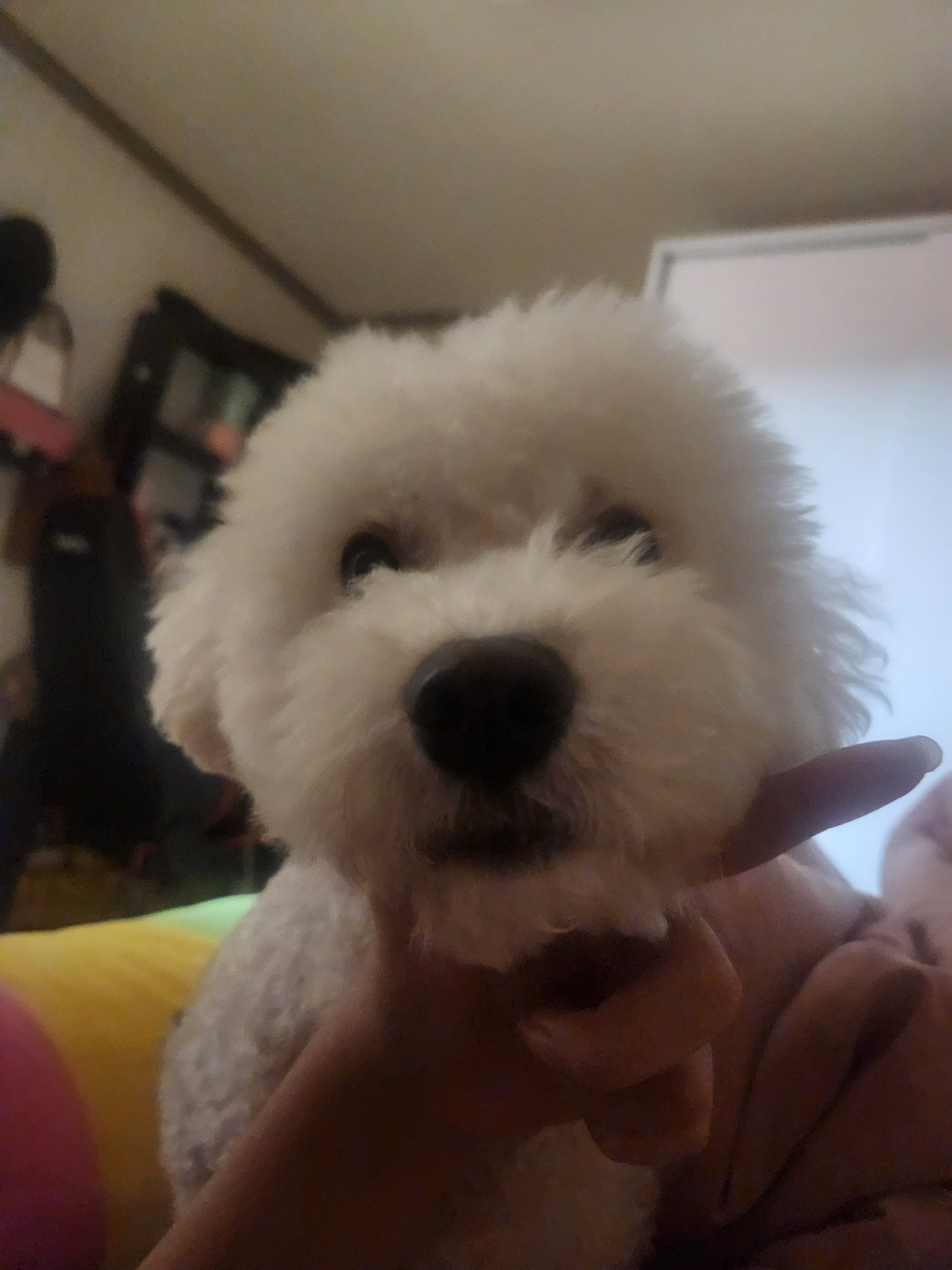 귀여운 스물다섯 입니댜