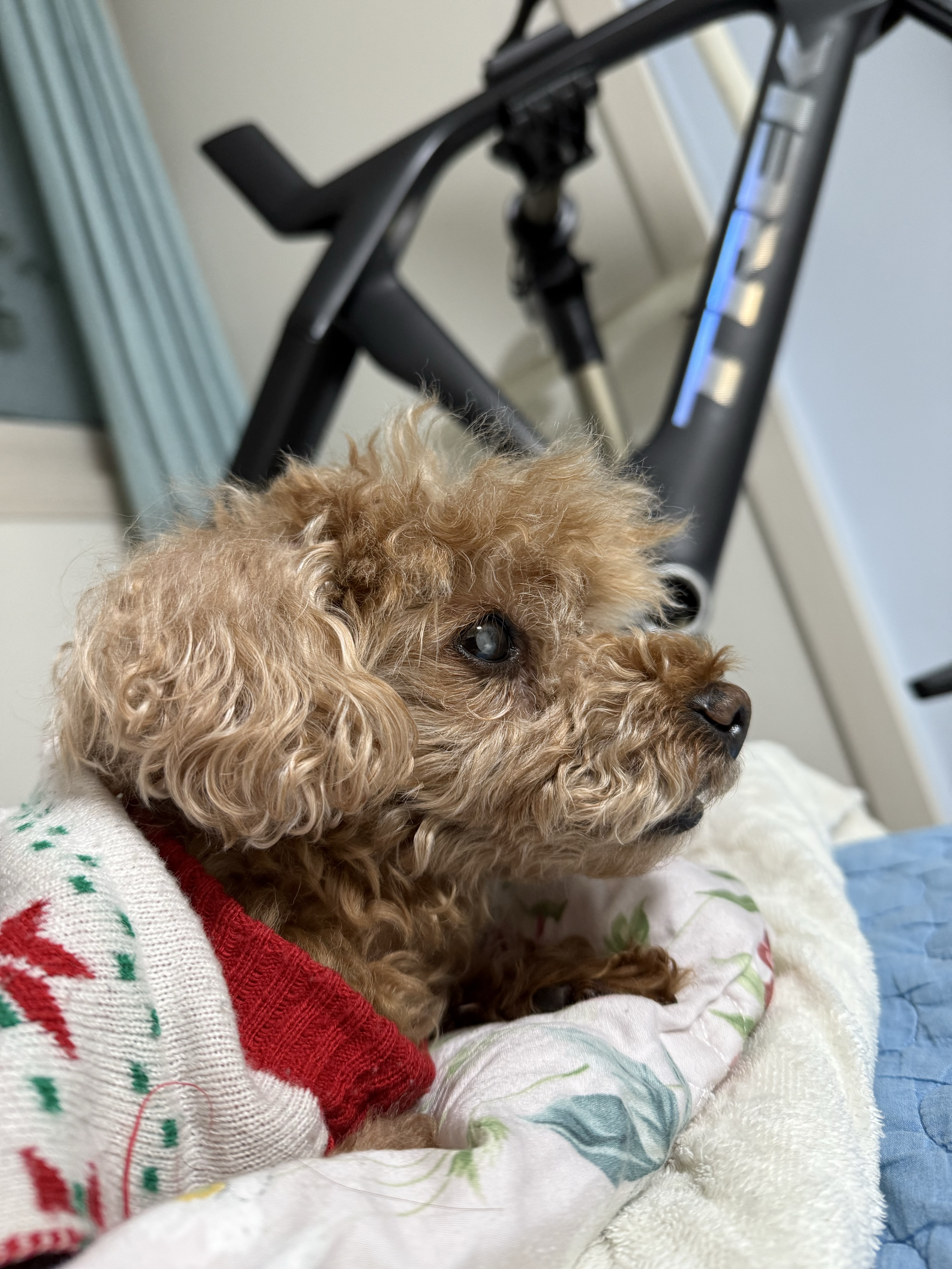 라콜)힘들어 자기야…🥵