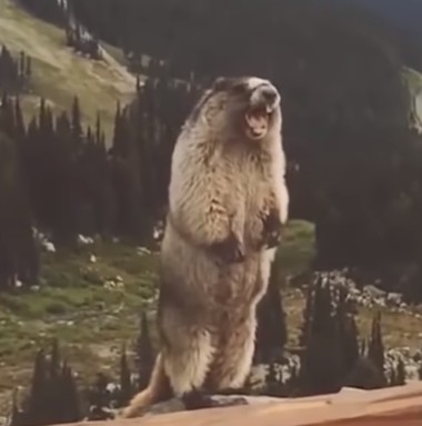 낑유지 바보 몽충이