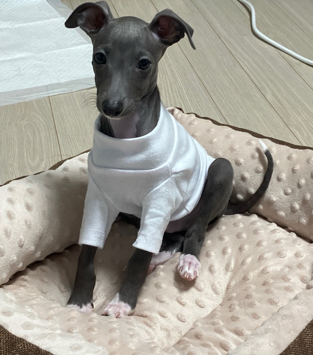 오늘 새벽도 옥순하세오