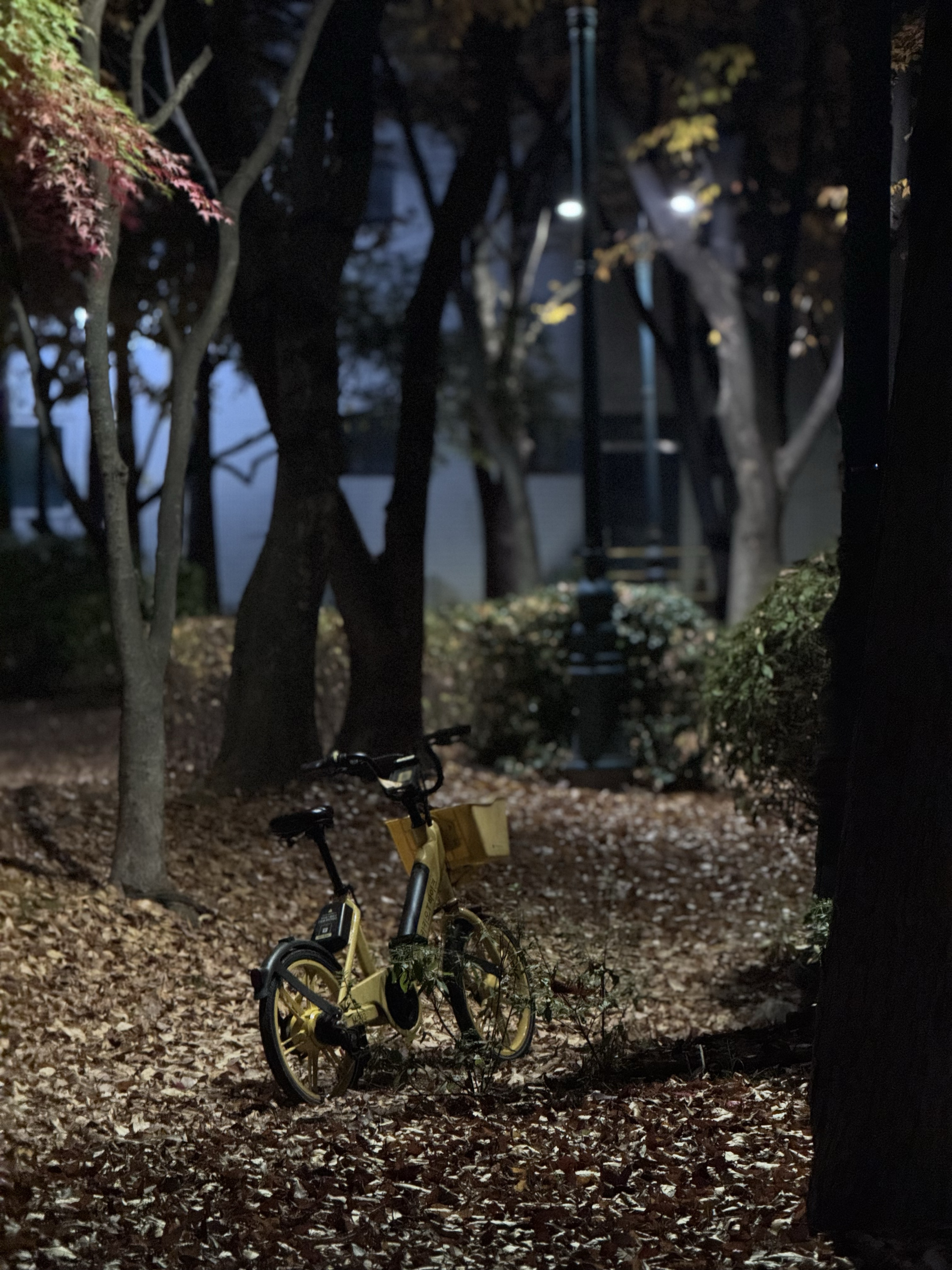 방장없는 라이브콜🍒