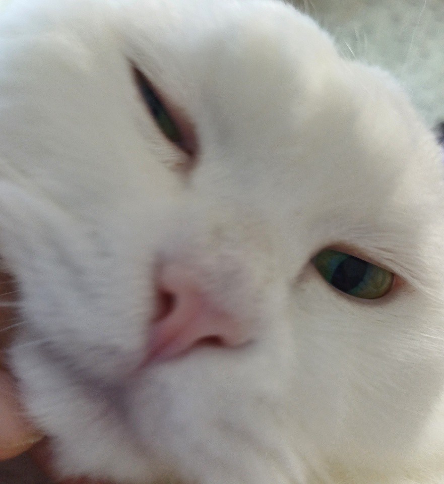 첫사랑의 청각화