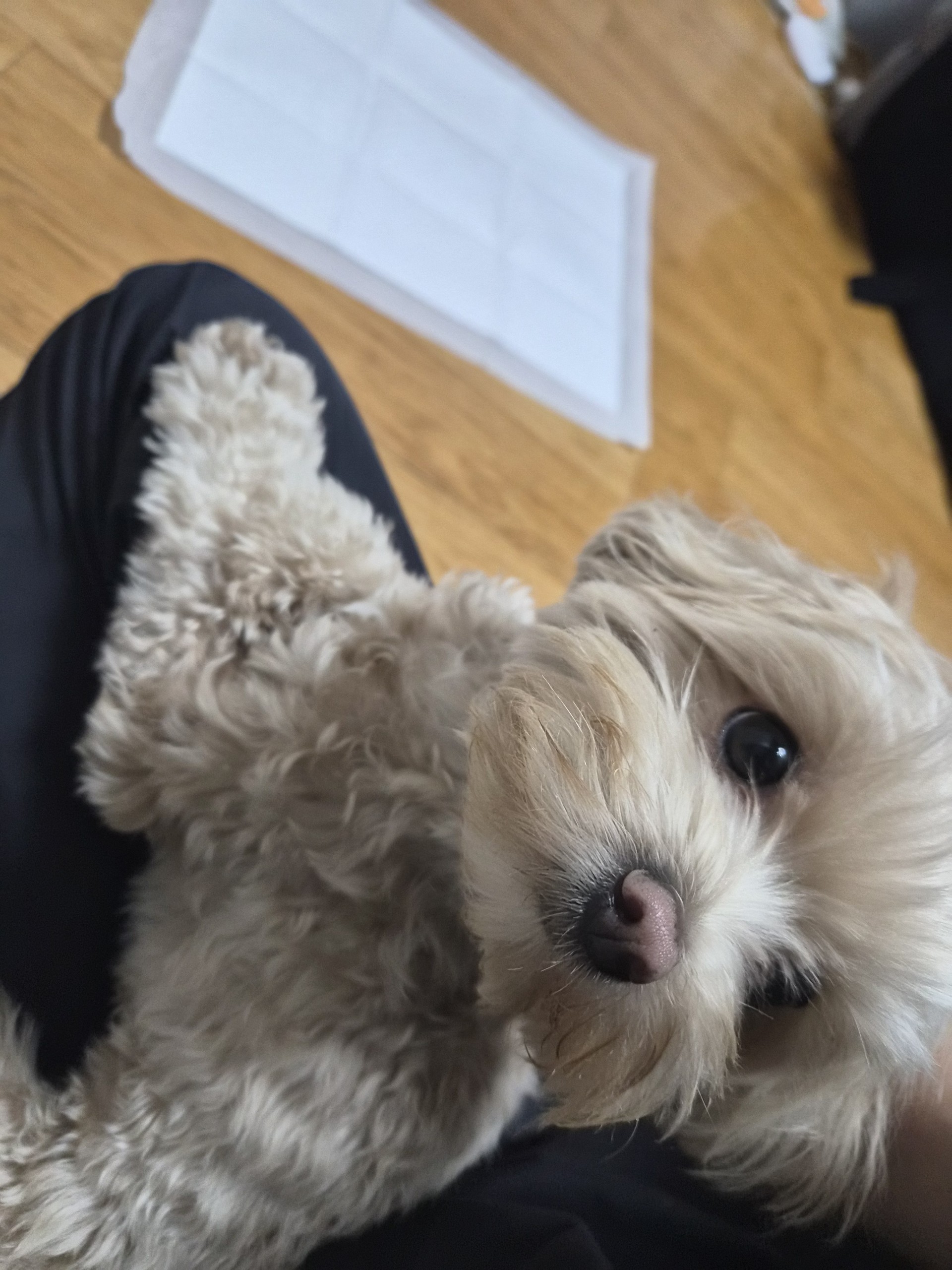 레전드오브리그