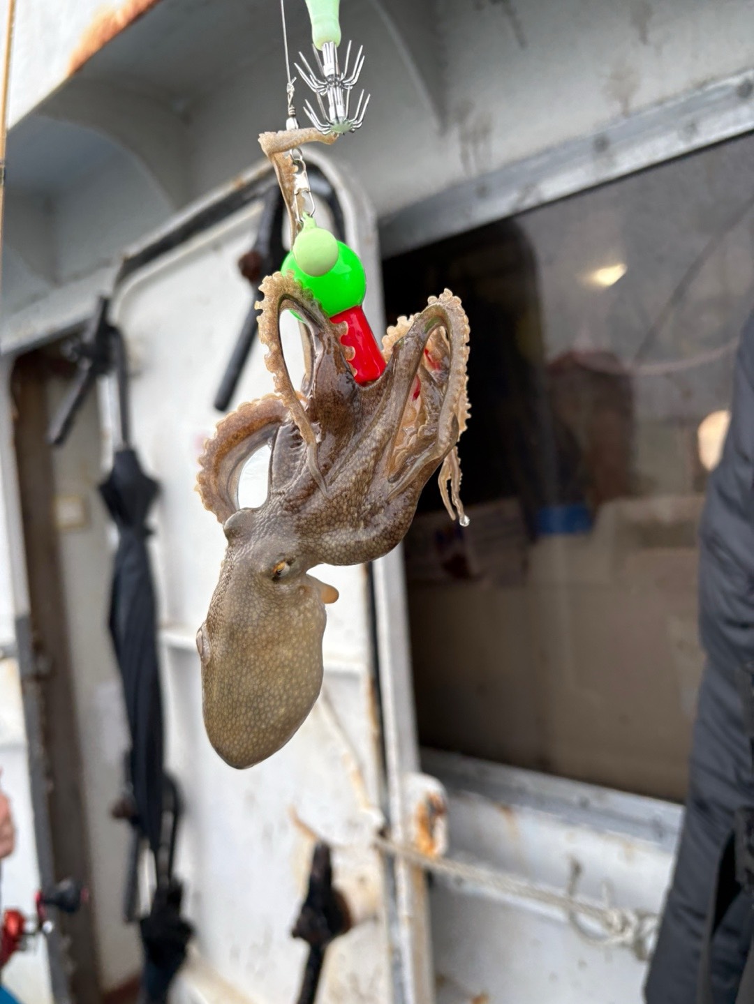 쭈 꾸 미 ㄱㅇㅇ