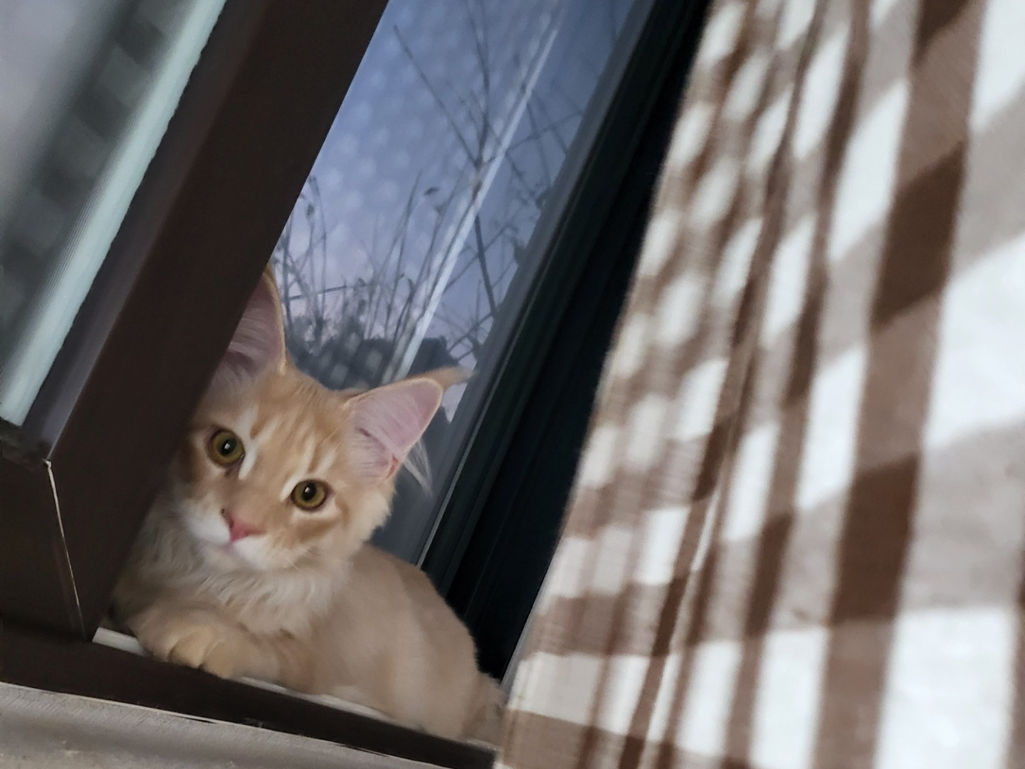 대형견 입양해주세여