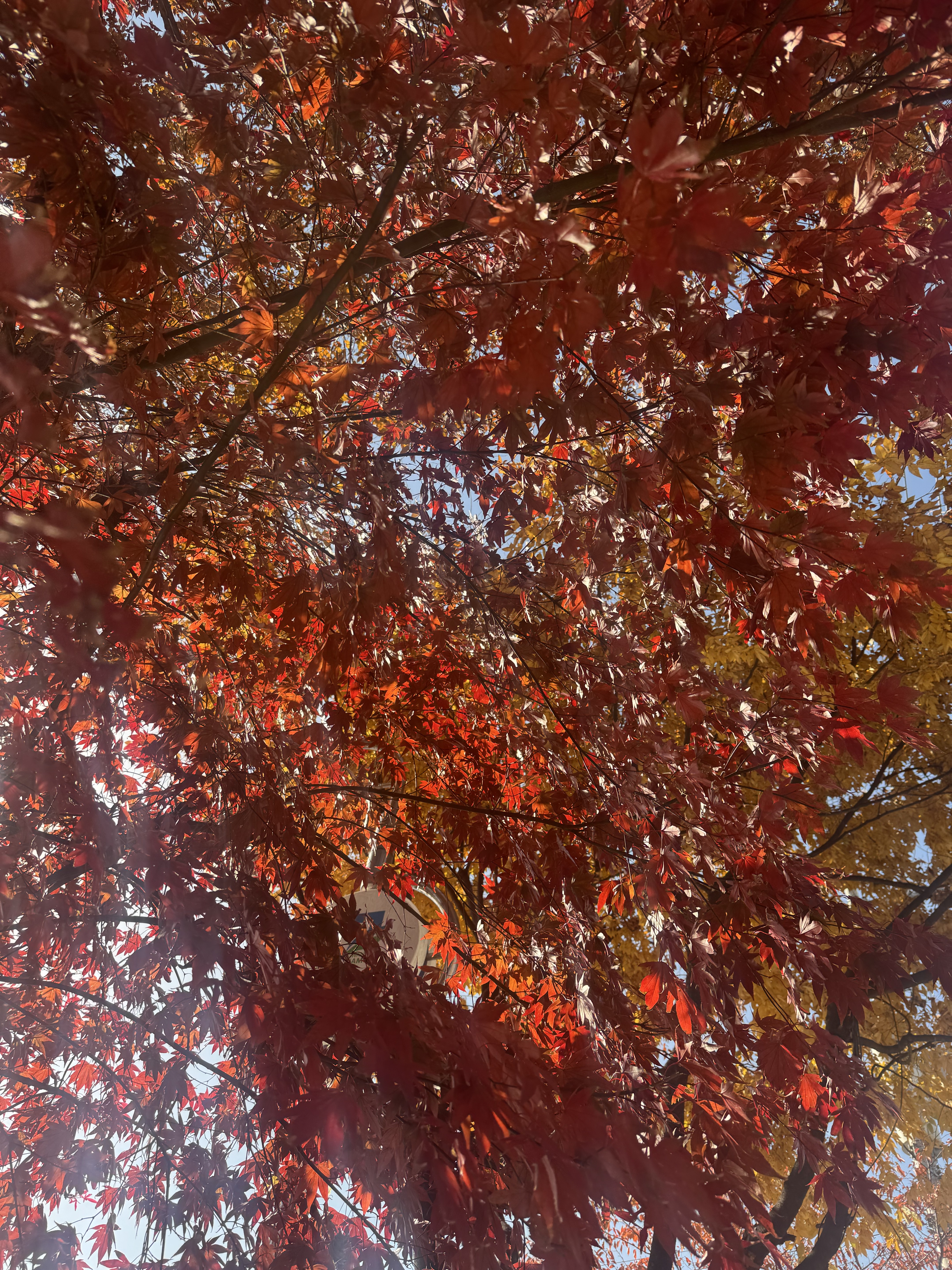 시장 야방 국밥먹방 꺄앙