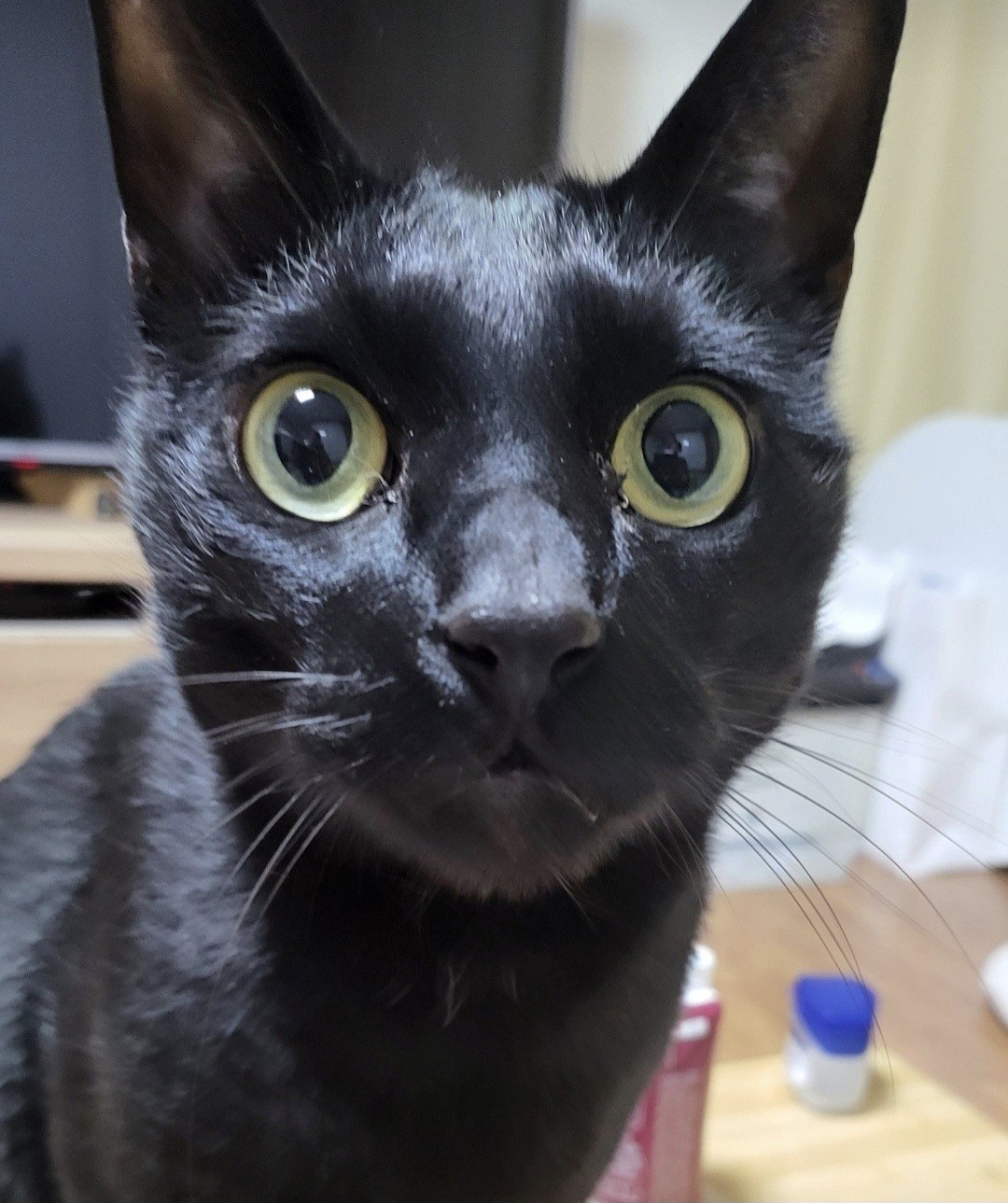 너 이녀석 🐈⬛