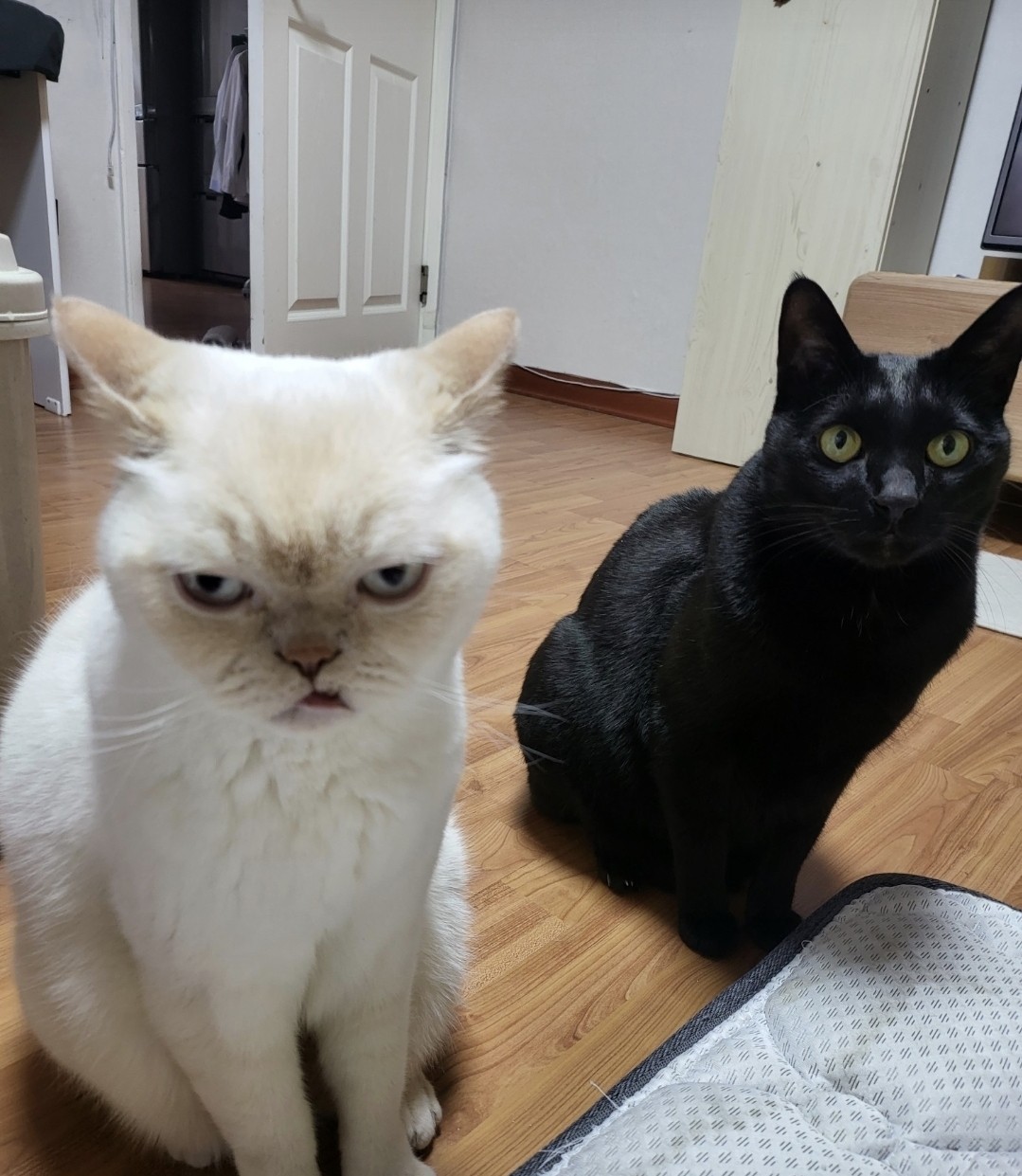 너 이녀석 🐈‍⬛