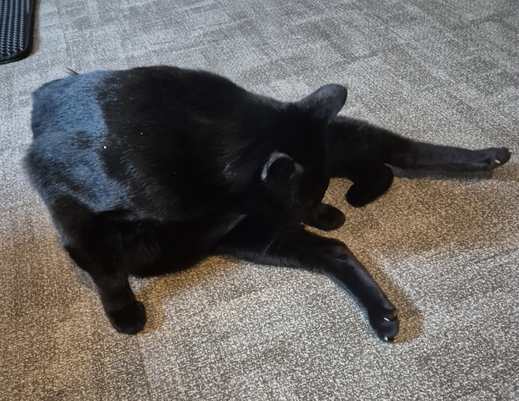 너 이녀석 🐈‍⬛