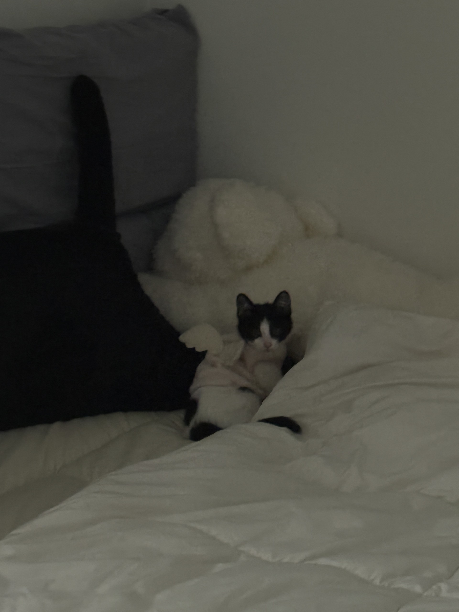 출근엔 쿠모 한 잔 ☕