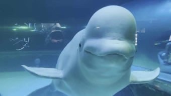 마감~ 담좌 커미 아이디 ㄱ