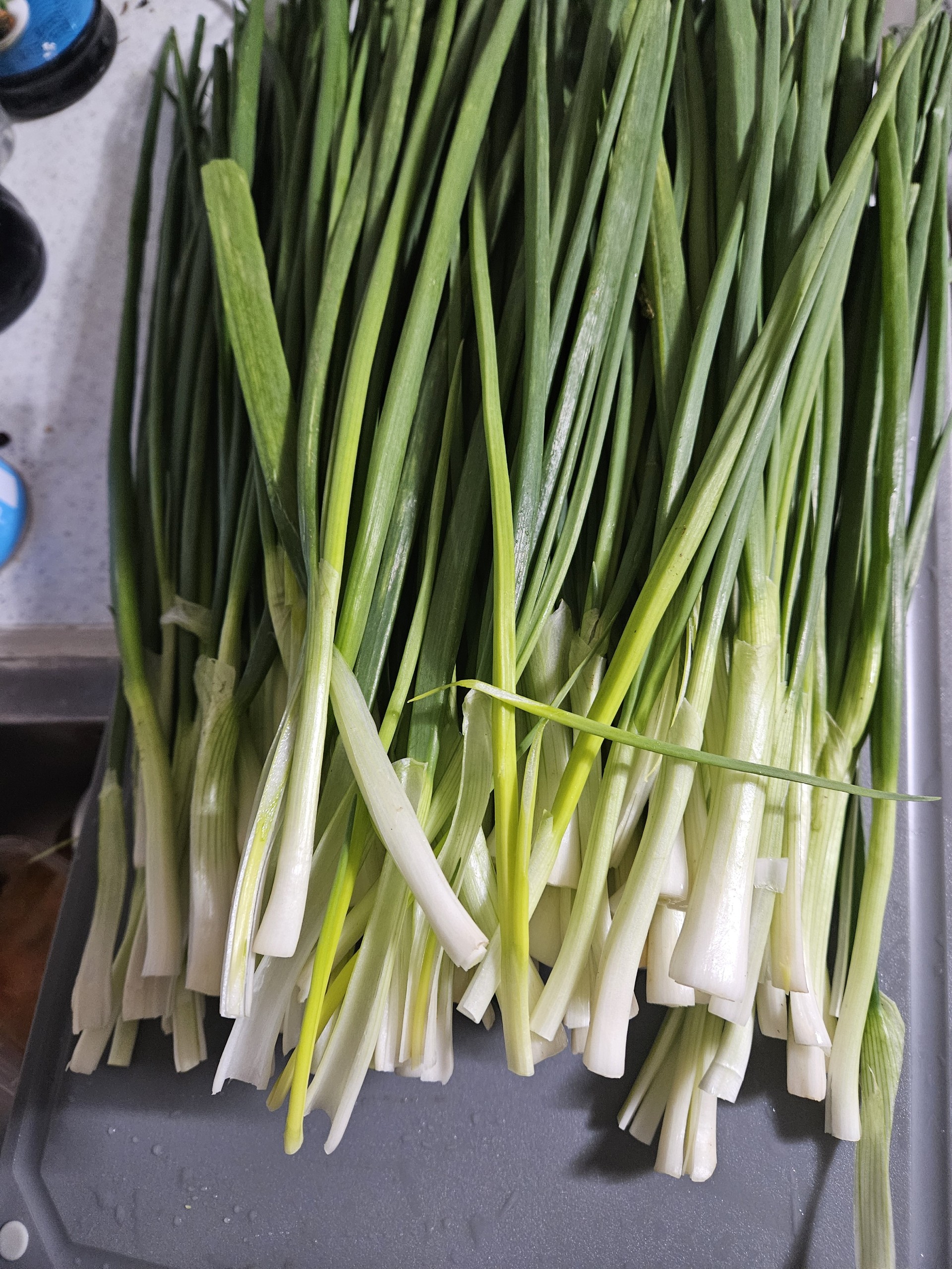 정규❤️ 현모양처 요리방송❤️