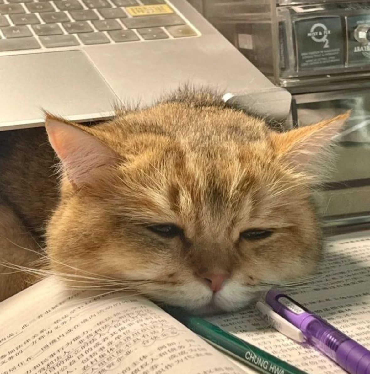 𐔌 똑 똑 똑 𐦯