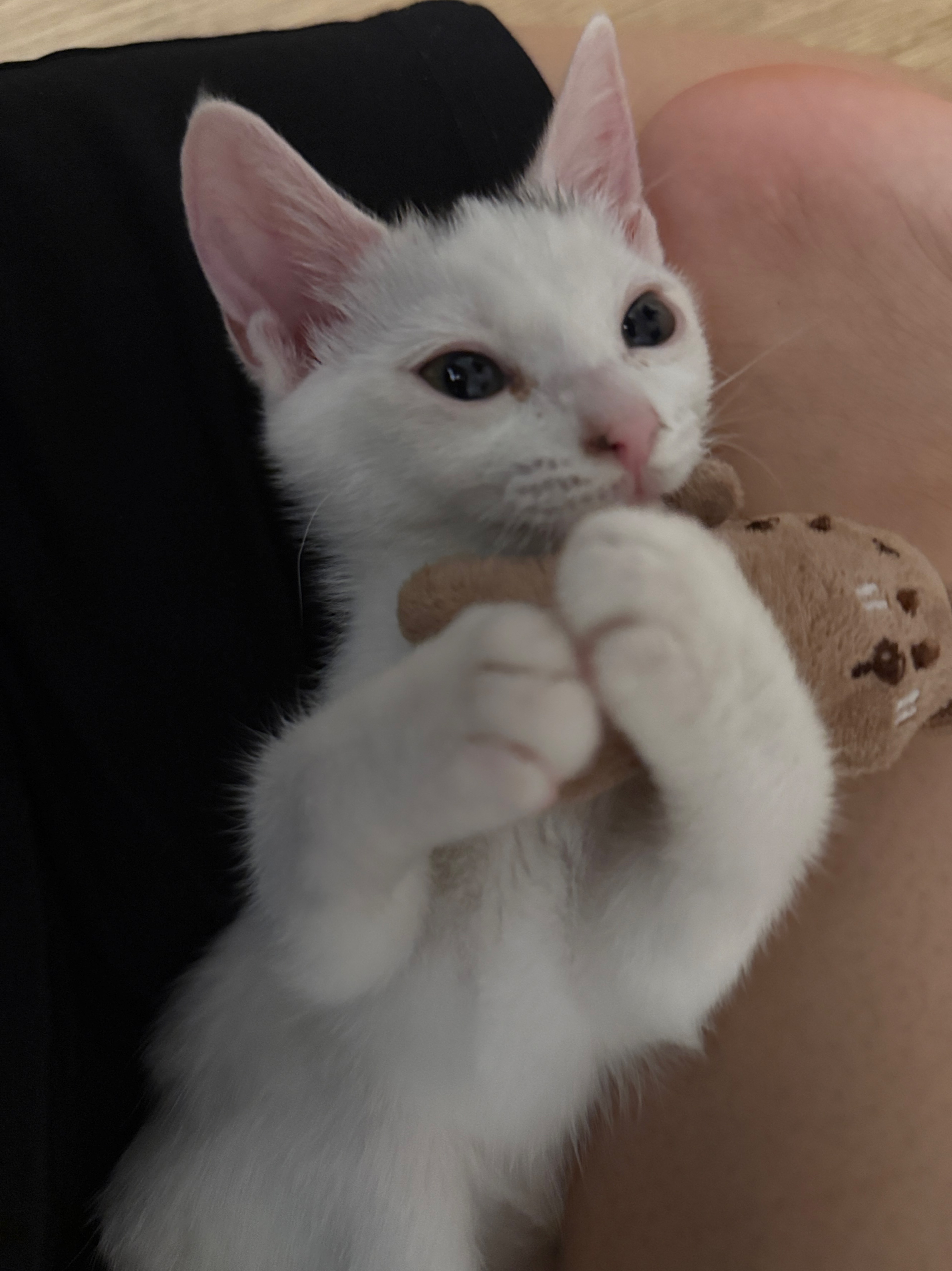 1스푼 힝구 흔치않아요