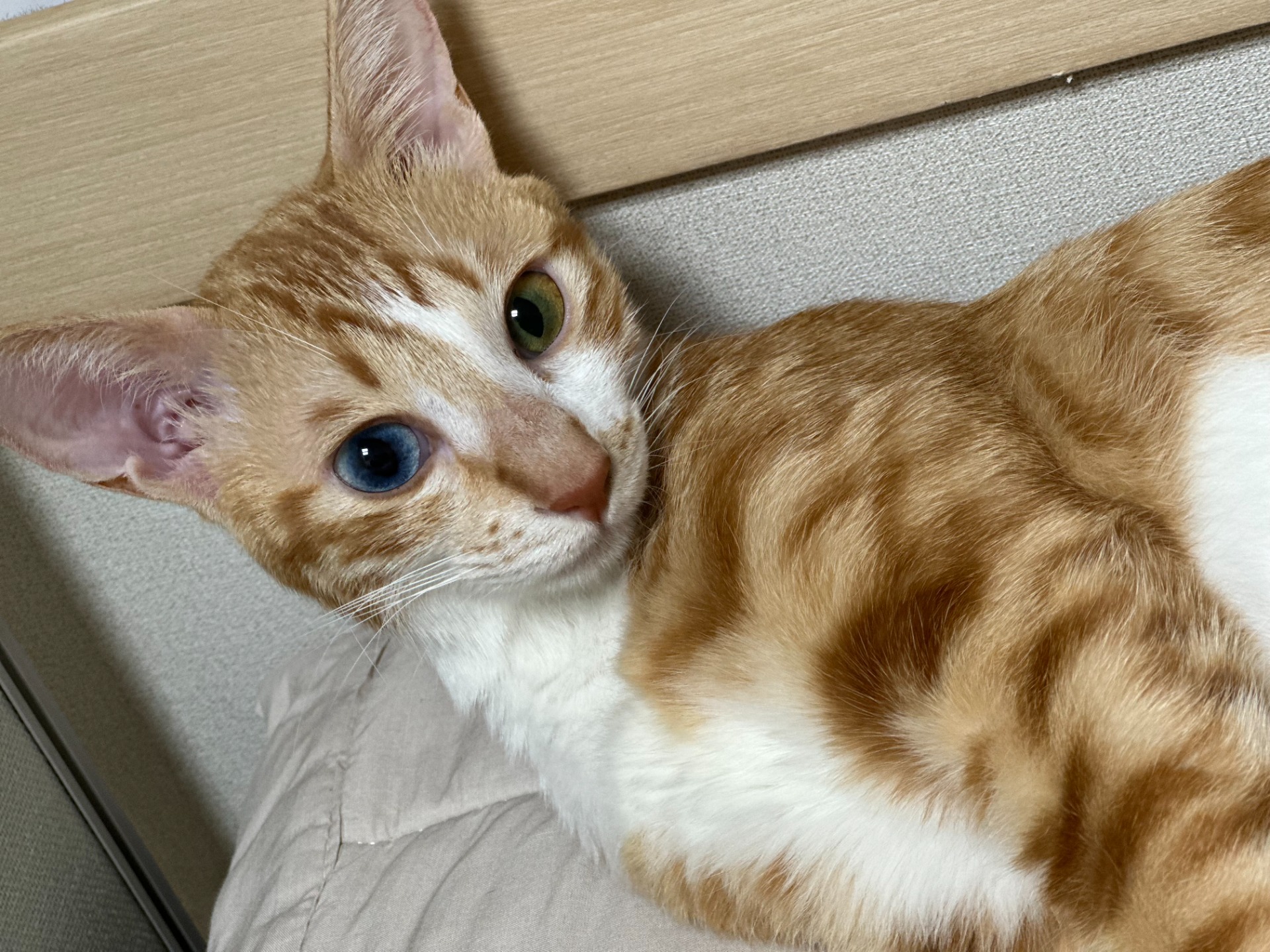 스페셜 게스트 : 유우령