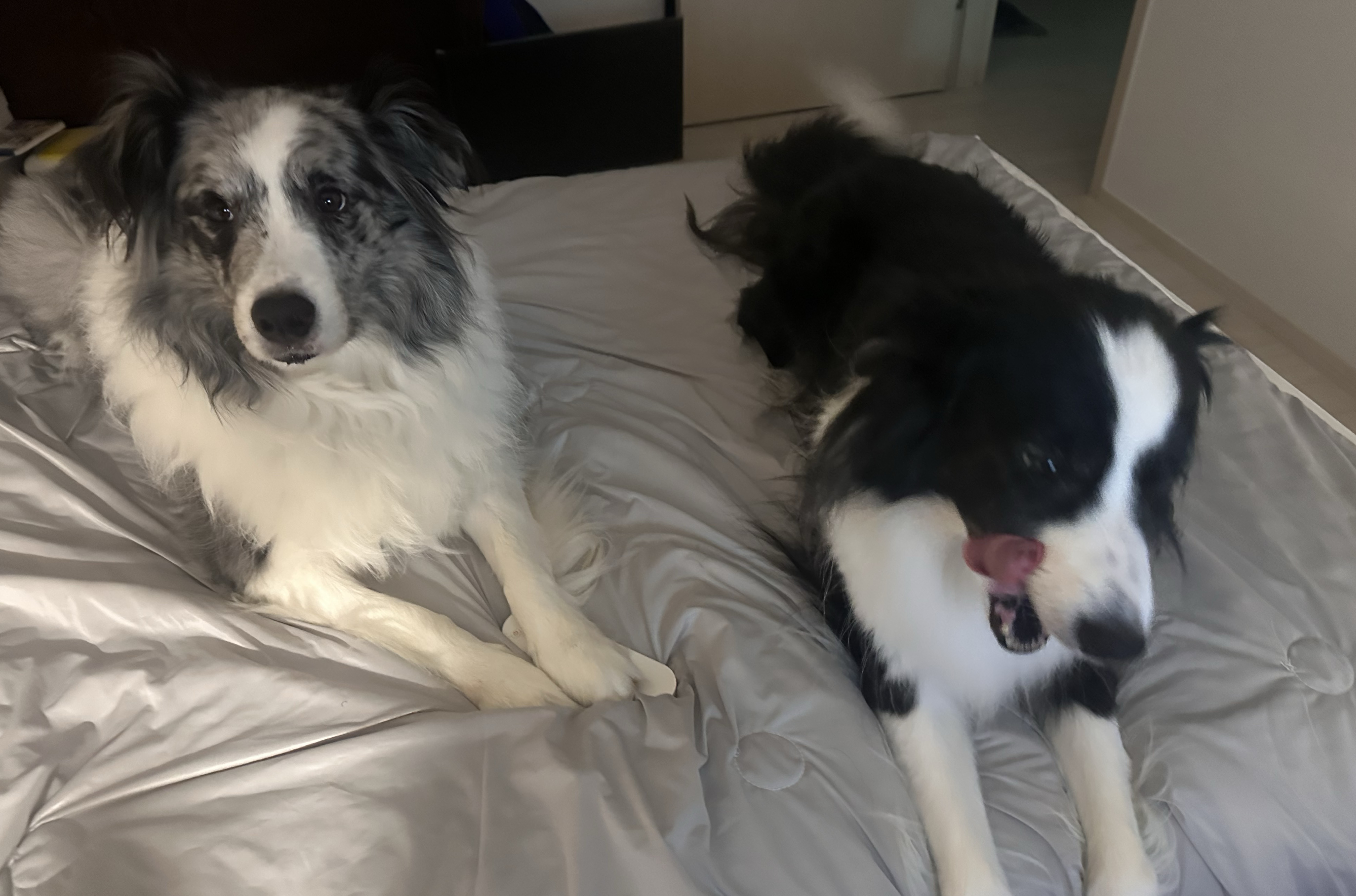 너 내꺼 말고 누구꺼 할 수 있는데✨