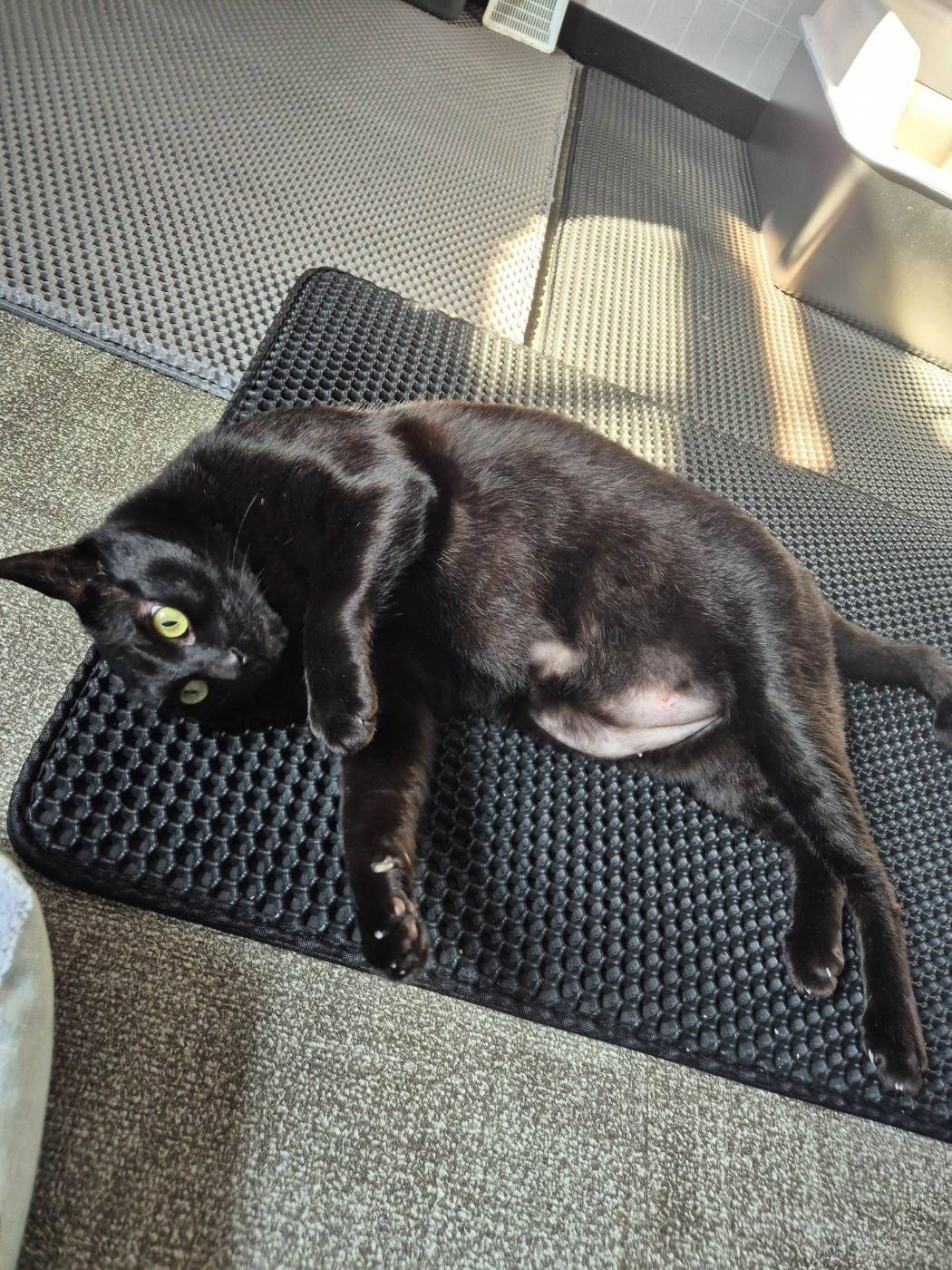 점심챙겨먹자들🐈⬛