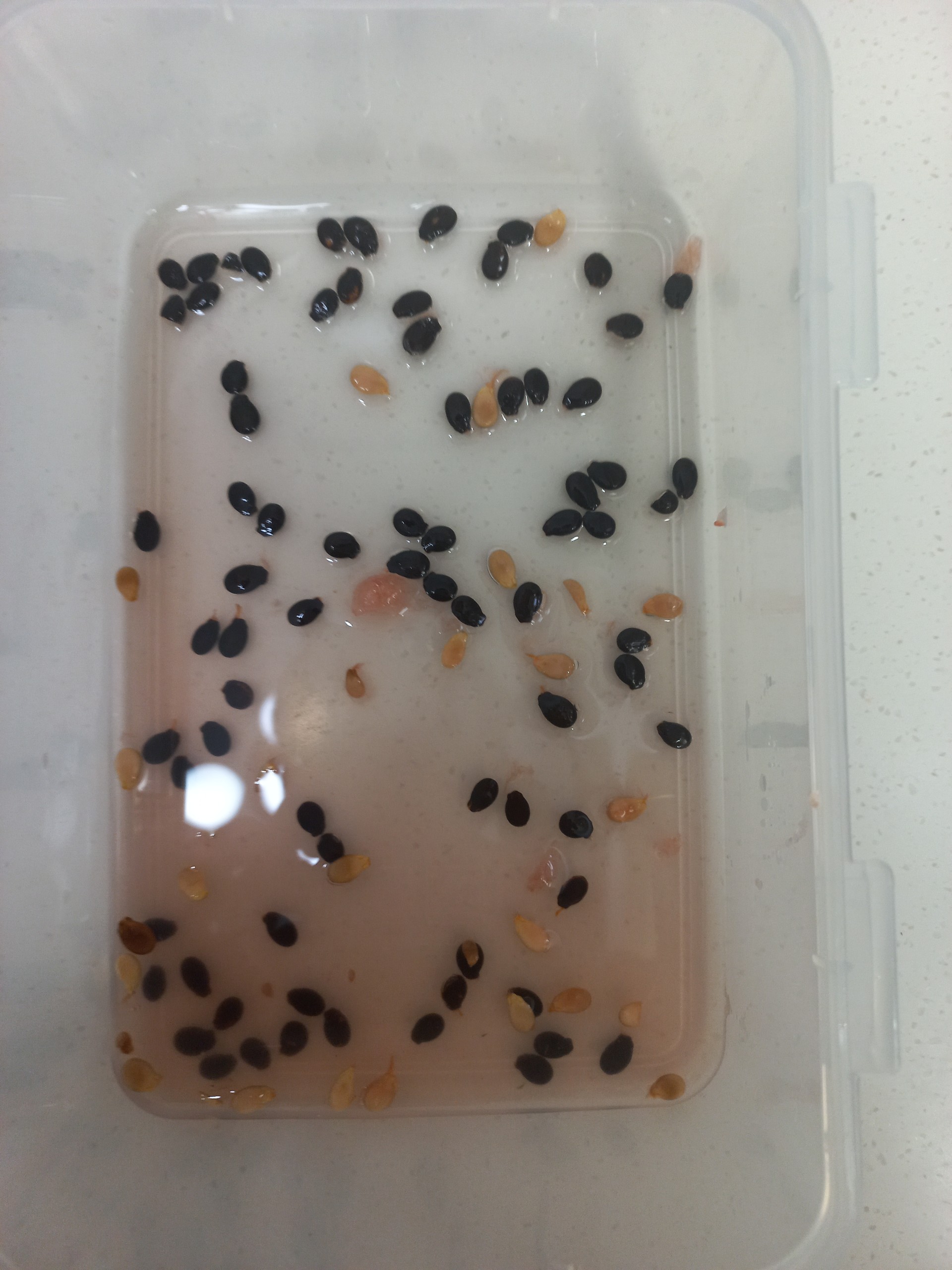 너의 저녁에 𝙷𝚘𝚛𝚊 𐴑ꯦ