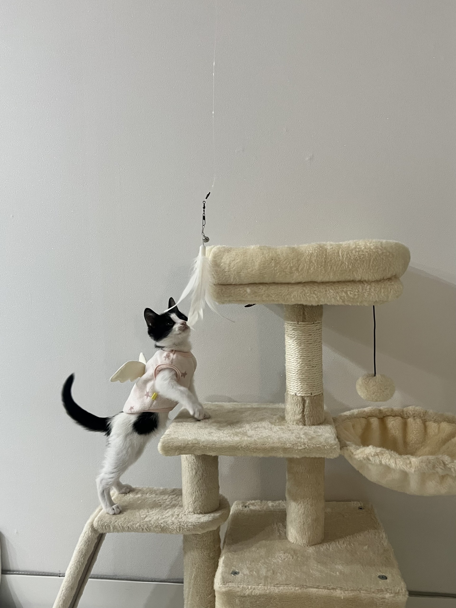 노래로 본상후보 🏆