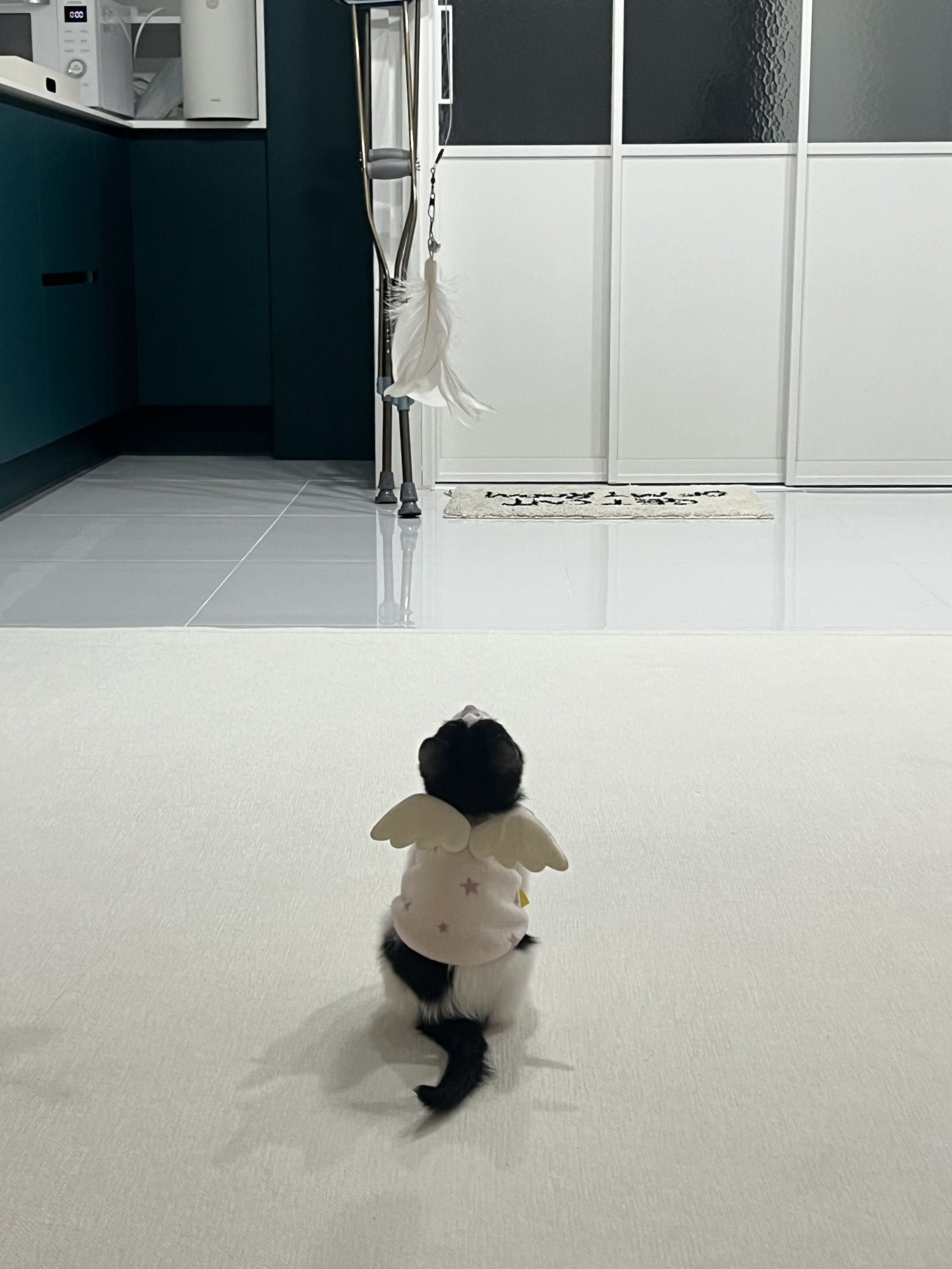 노래로 본상후보 🏆