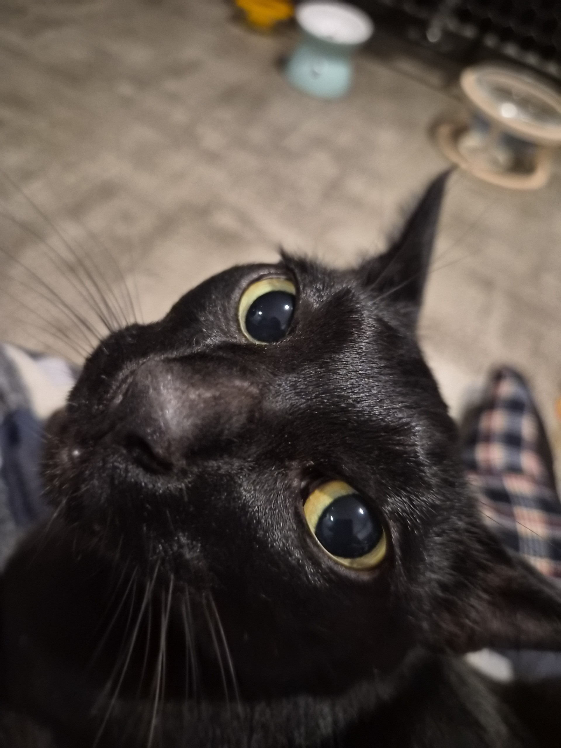 지치지마라 메디낑🐈⬛