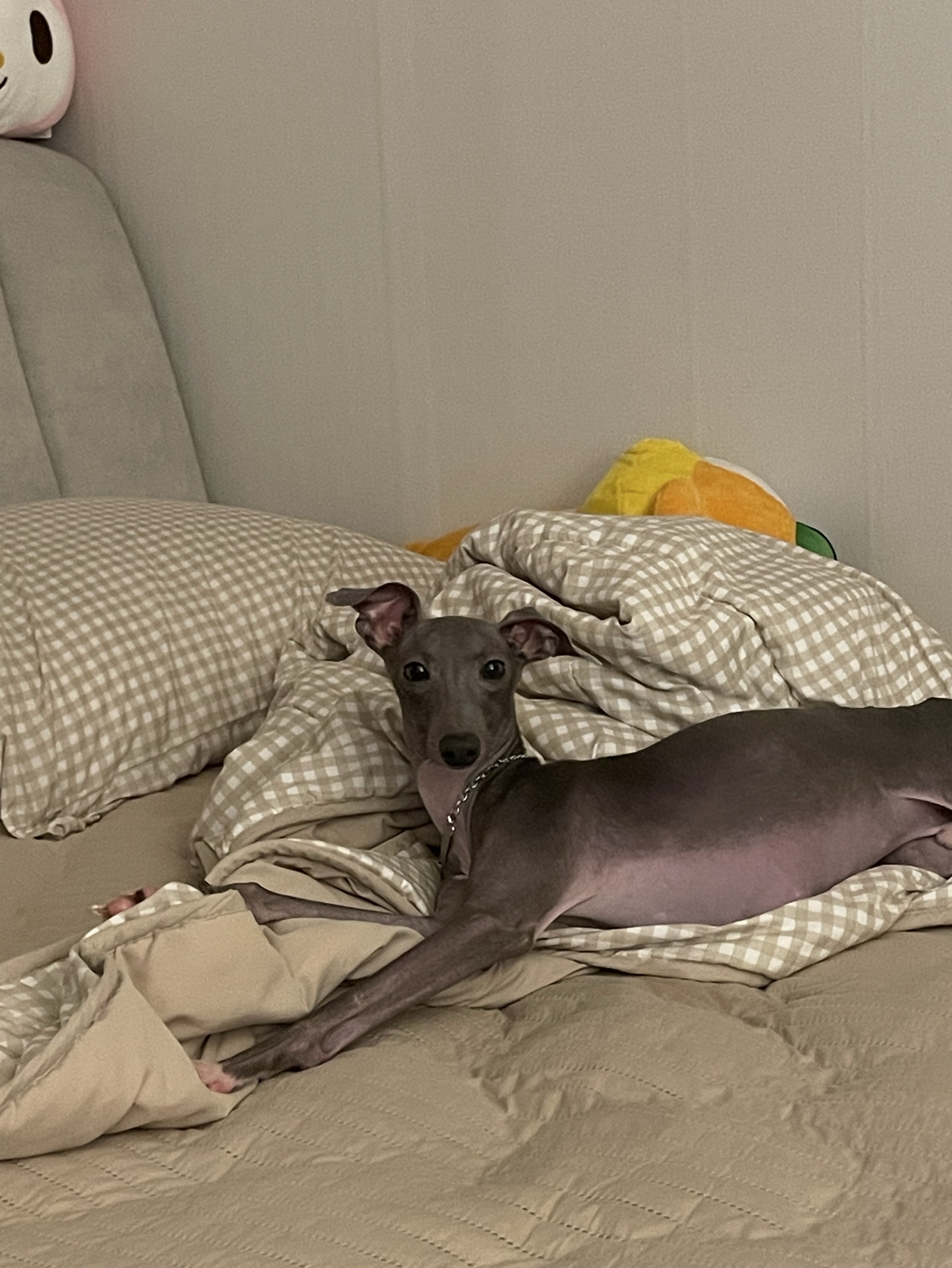 예뻐해주세요 - ♡