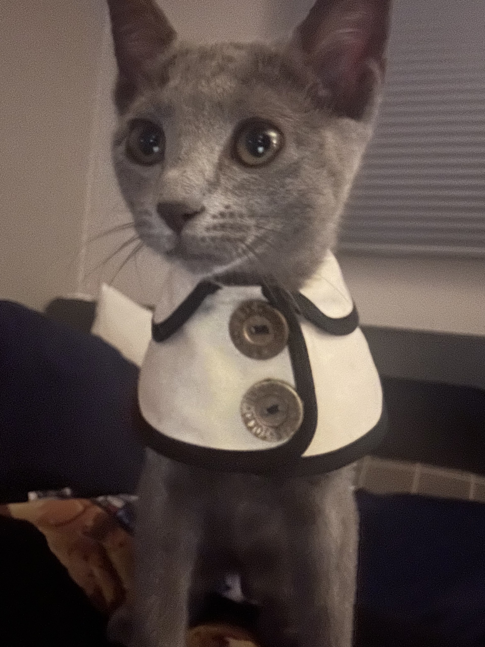 도레미-친 매력