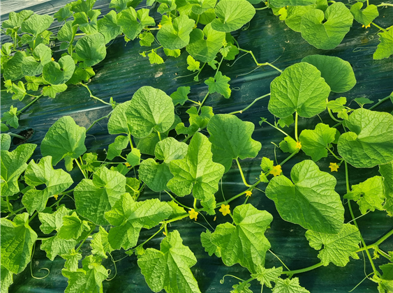 감기 걸린 수면 루틴. 