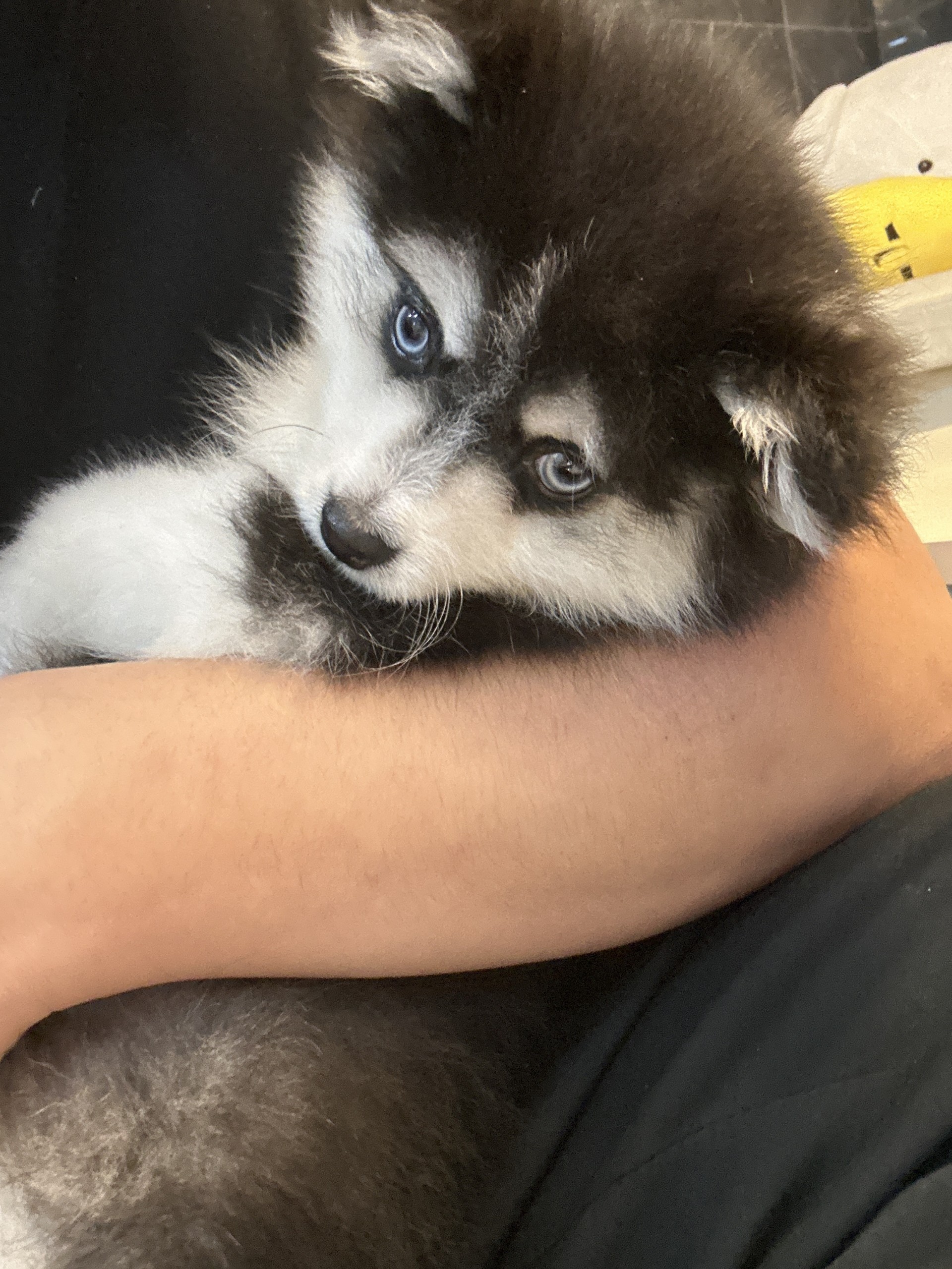 # 마감 담좌 애기크루