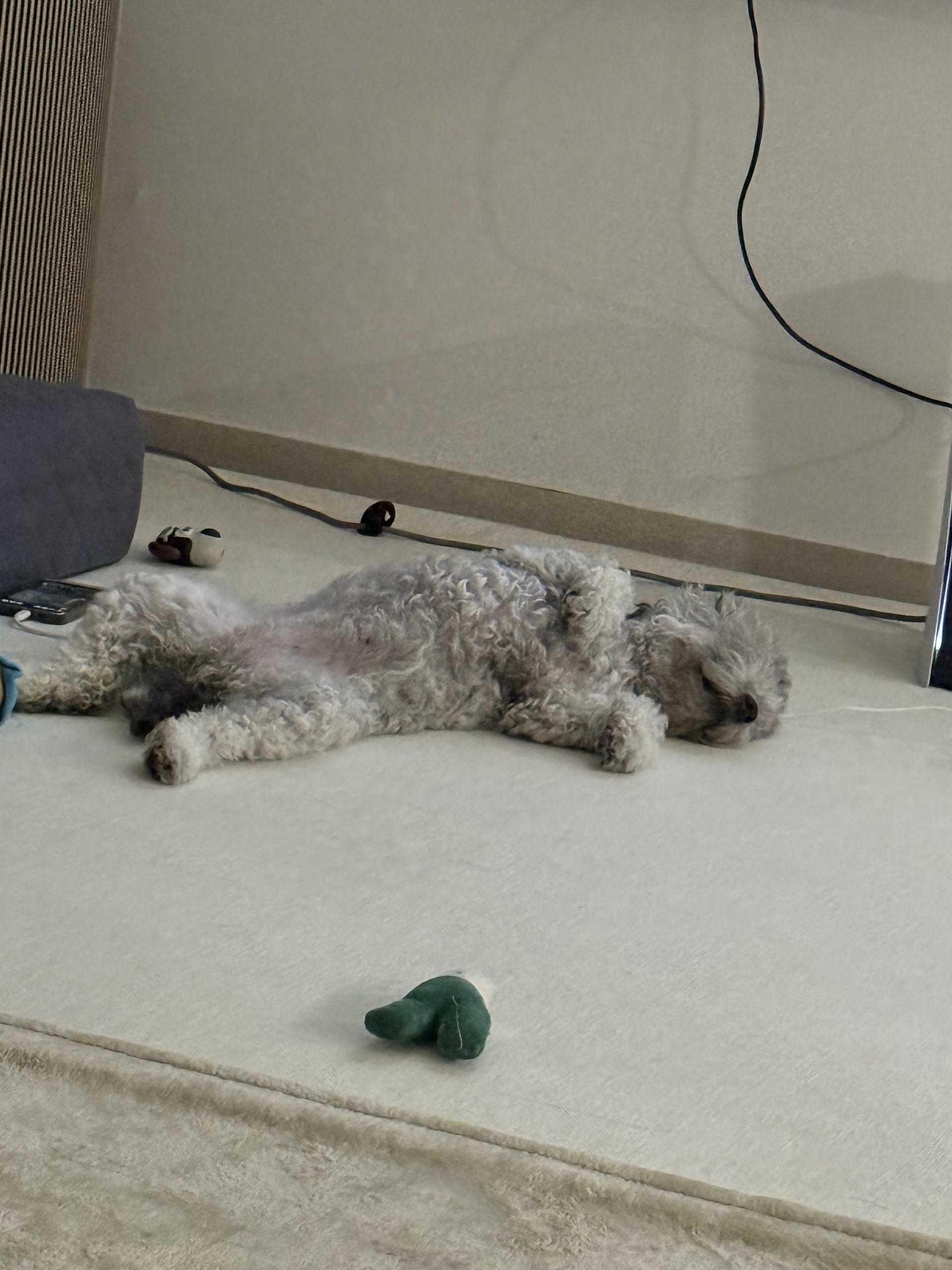 #고텐션꿀잼 맹호소개팅 관전ok