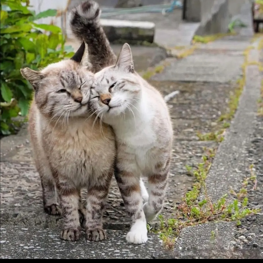 목소리 맘에 들면 이리와 내여친해!