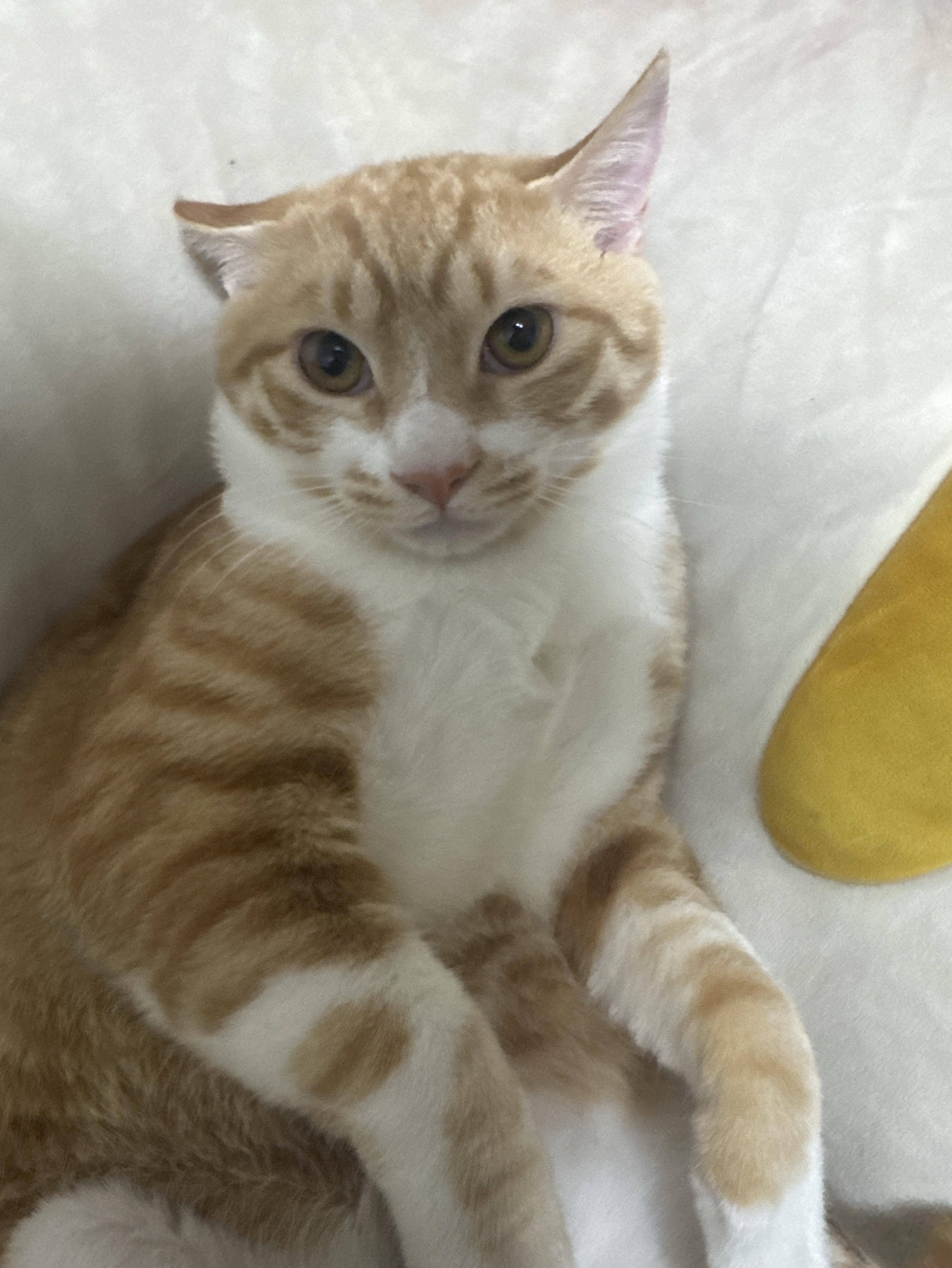 #16. 불금에 𝕄𝕠𝕠𝕕와 짠베리~