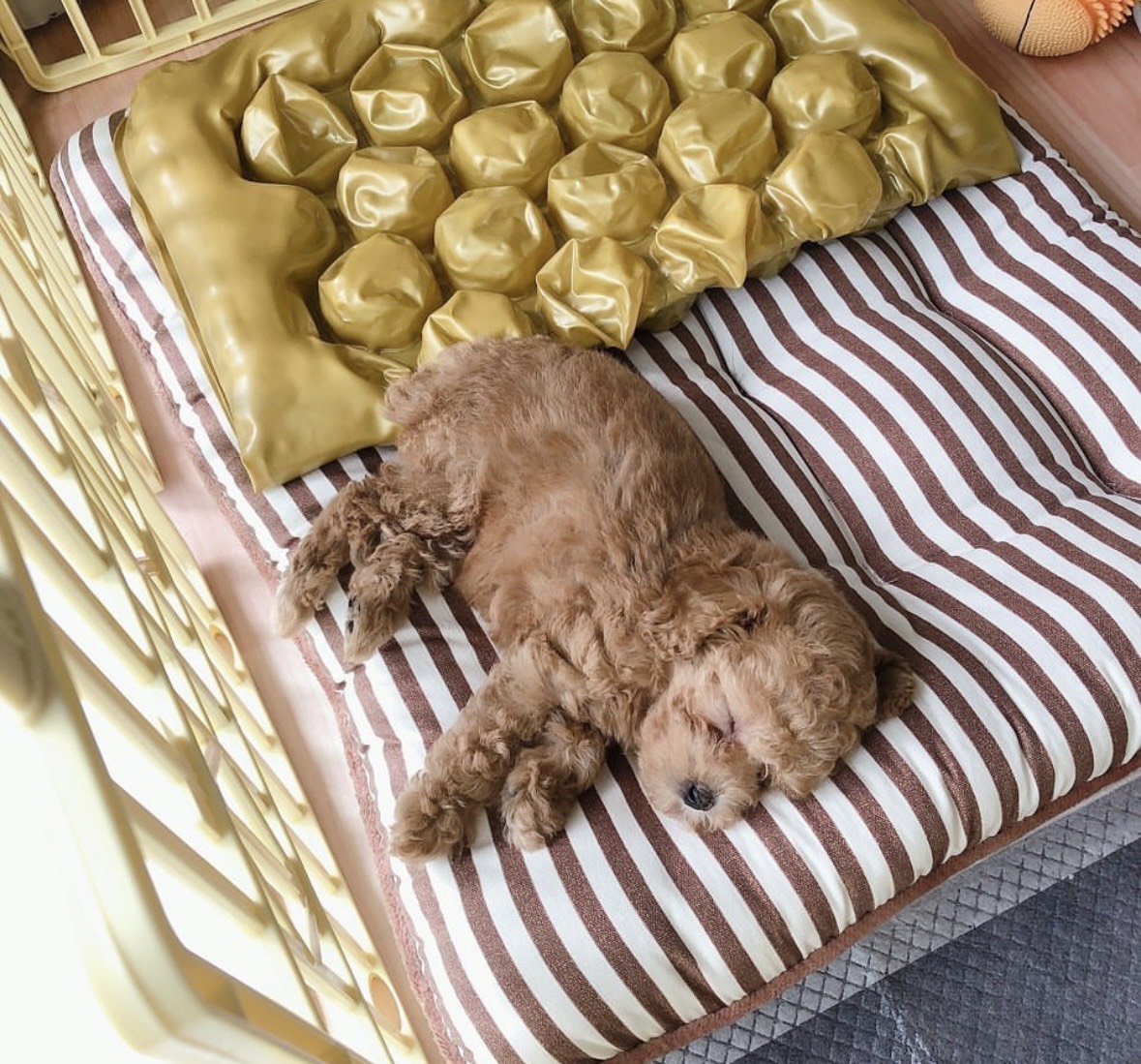 신입1일차 ㅠㅠ브루니팬하고보톡