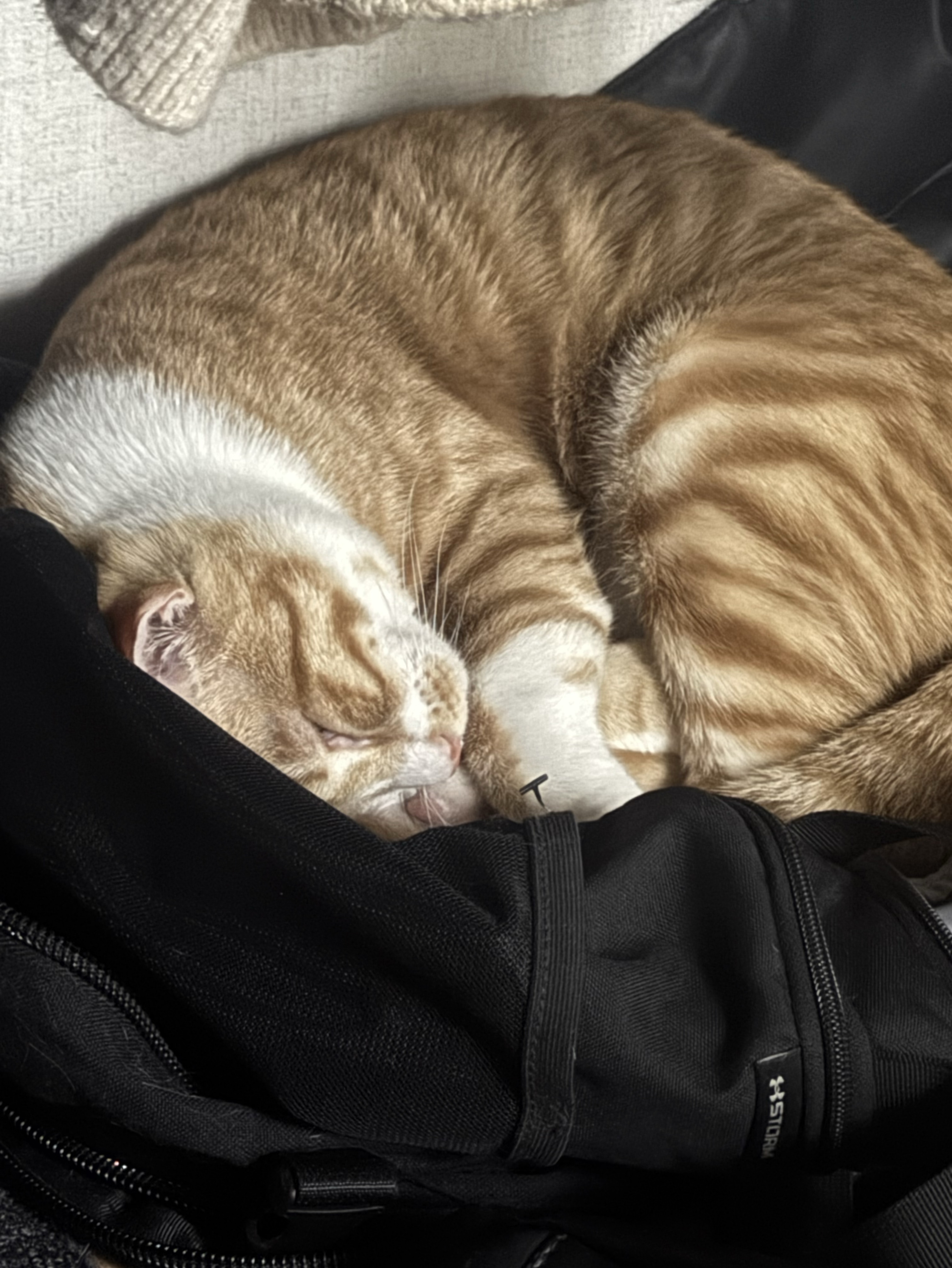 18.  고양이 보고 갈래?