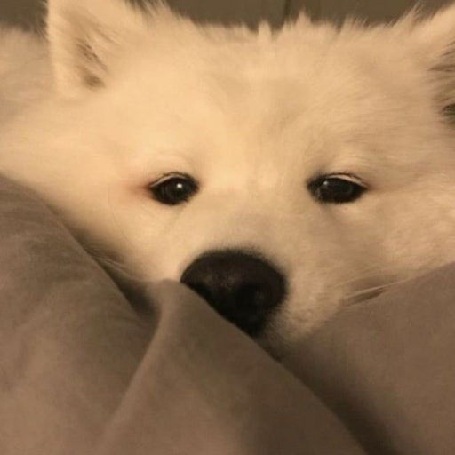 # 세번째 방송 도전기 ⭐️