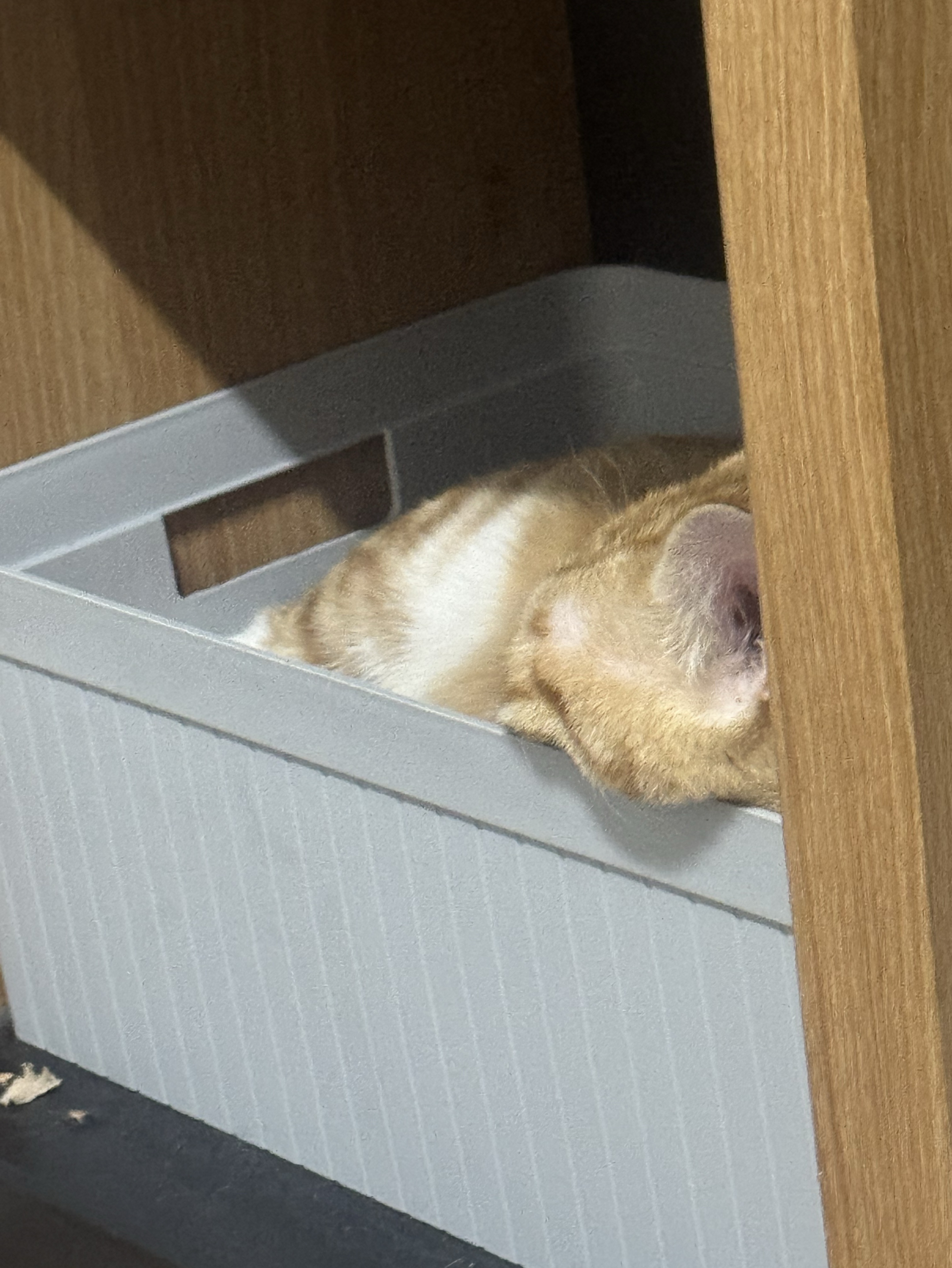 18.  고양이 보러 올래?