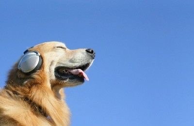 해돋이 출발전 자려고 킨 Pli🛏️