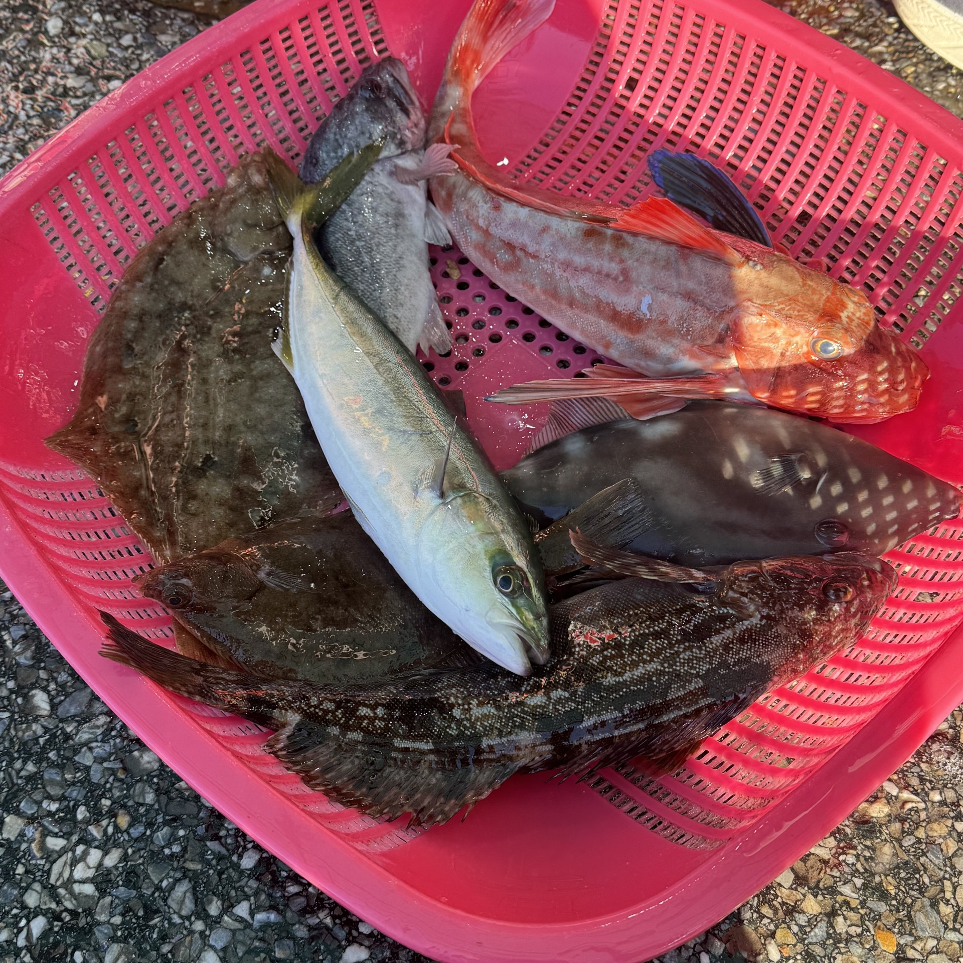 브런치 시금치☕