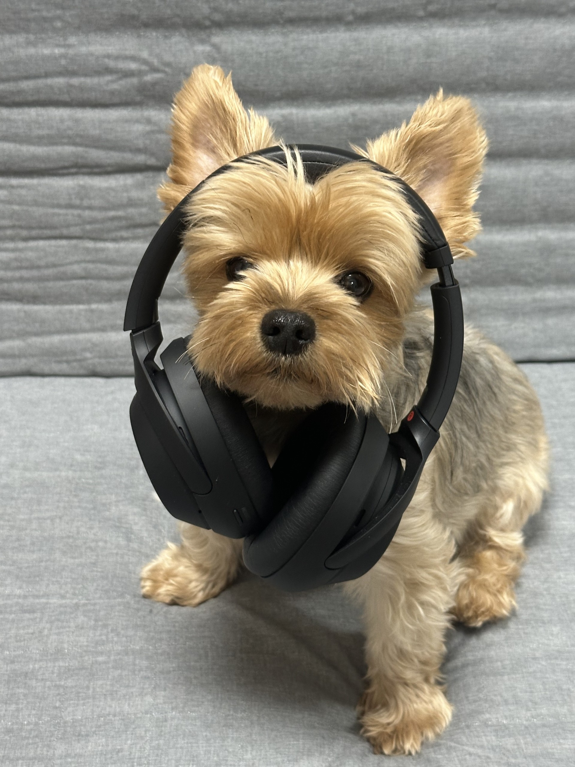 모닝 시금치 Pli🎶