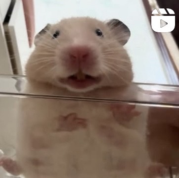 삐토리 입니당👀 노래도 부름