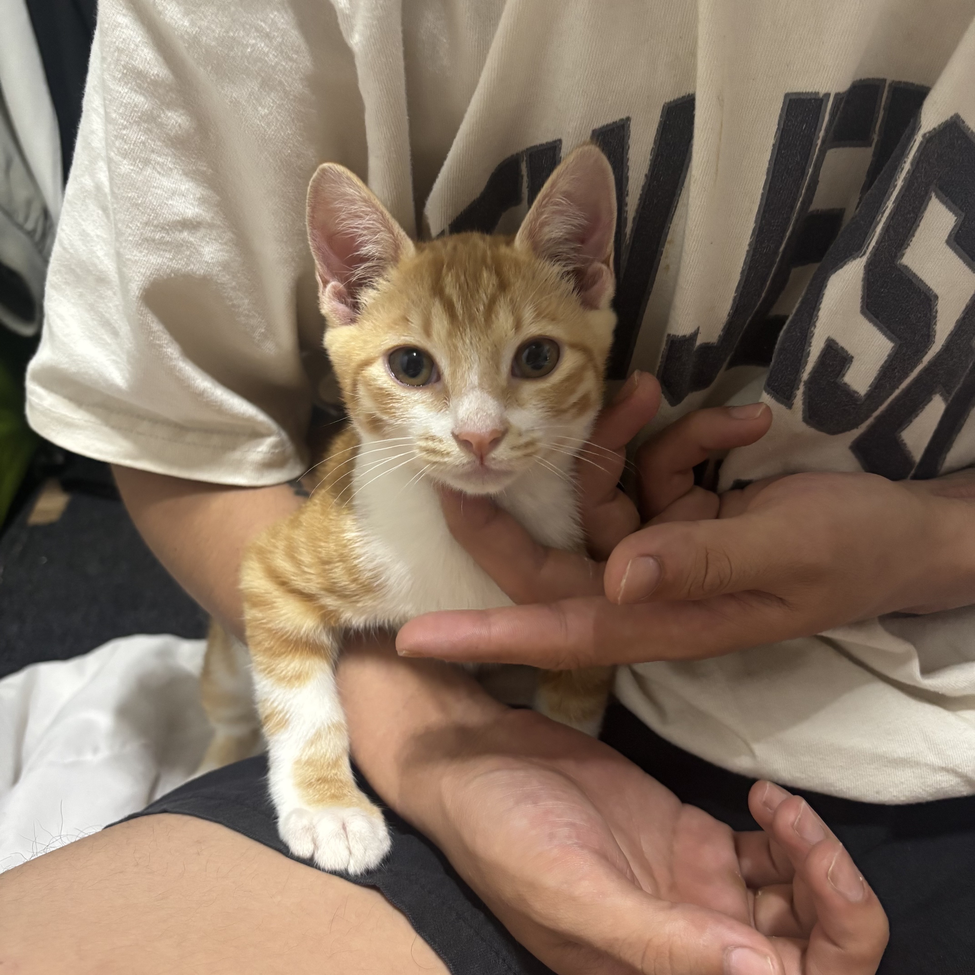 #30  누나 고양이 보고 갈래?